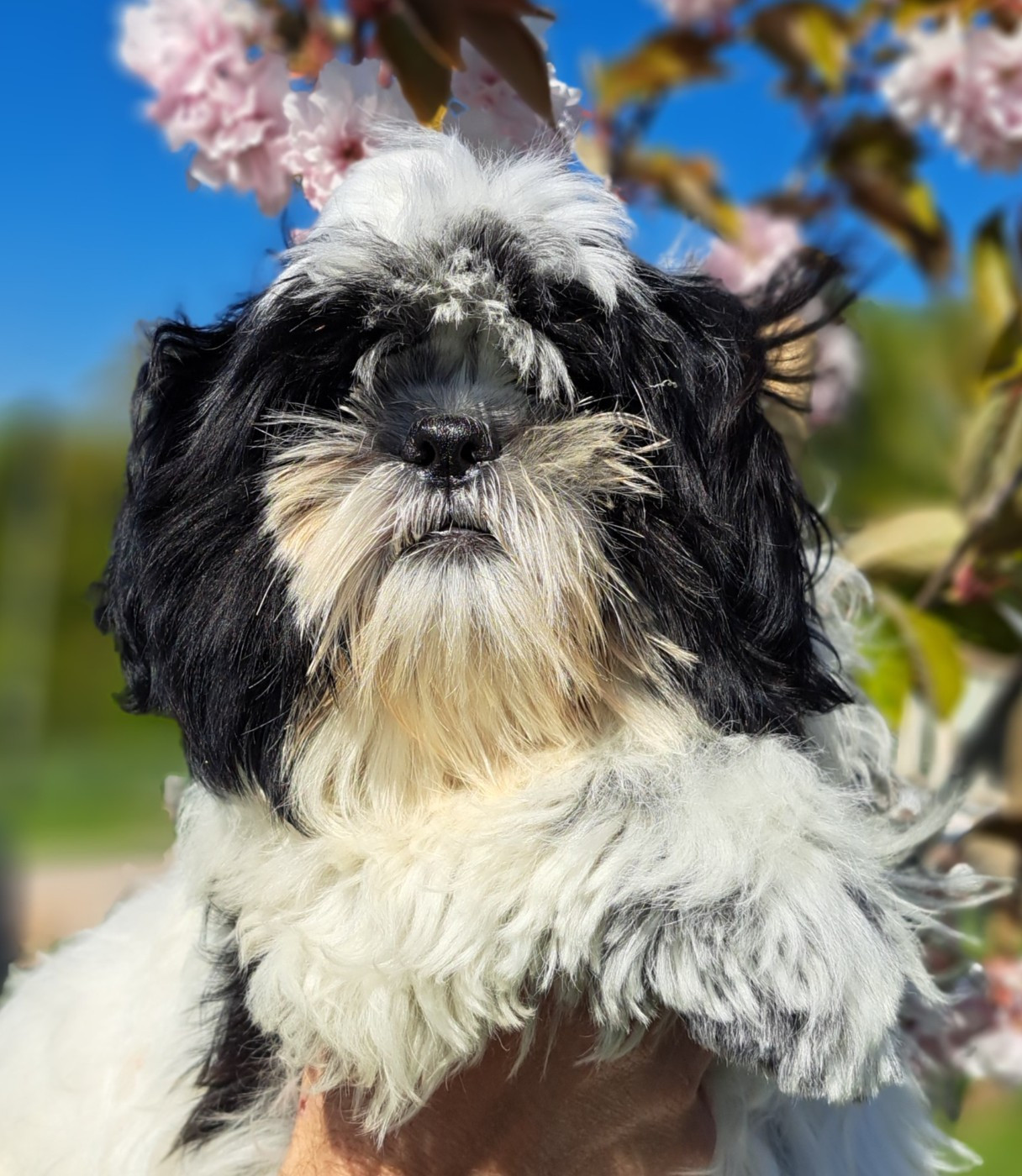 of Mayajoe's Dreams - Chiots disponibles - Shih Tzu