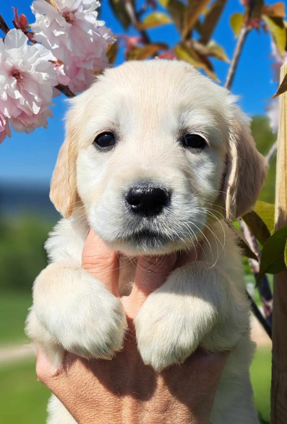 of Mayajoe's Dreams - Chiots disponibles - Golden Retriever