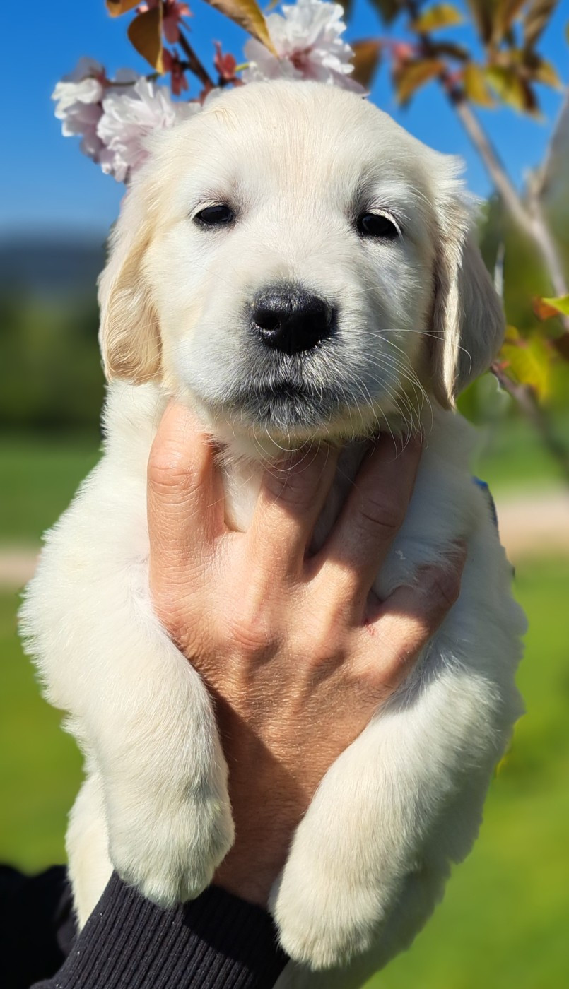 of Mayajoe's Dreams - Chiots disponibles - Golden Retriever