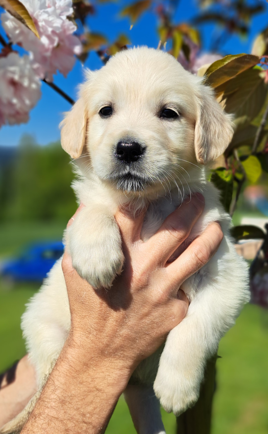 of Mayajoe's Dreams - Chiots disponibles - Golden Retriever