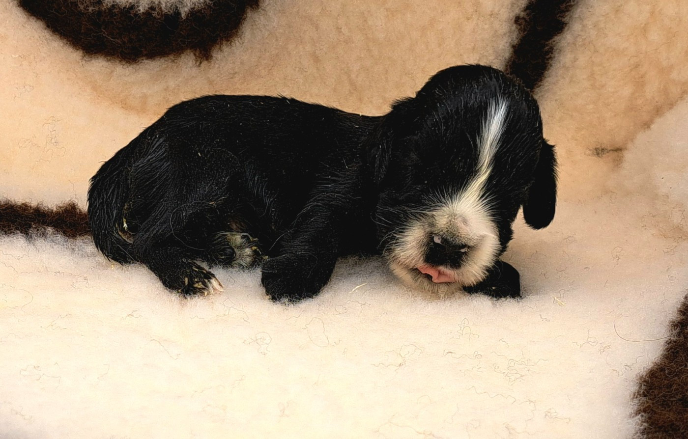 of Mayajoe's Dreams - Chiots disponibles - Cocker Spaniel Anglais