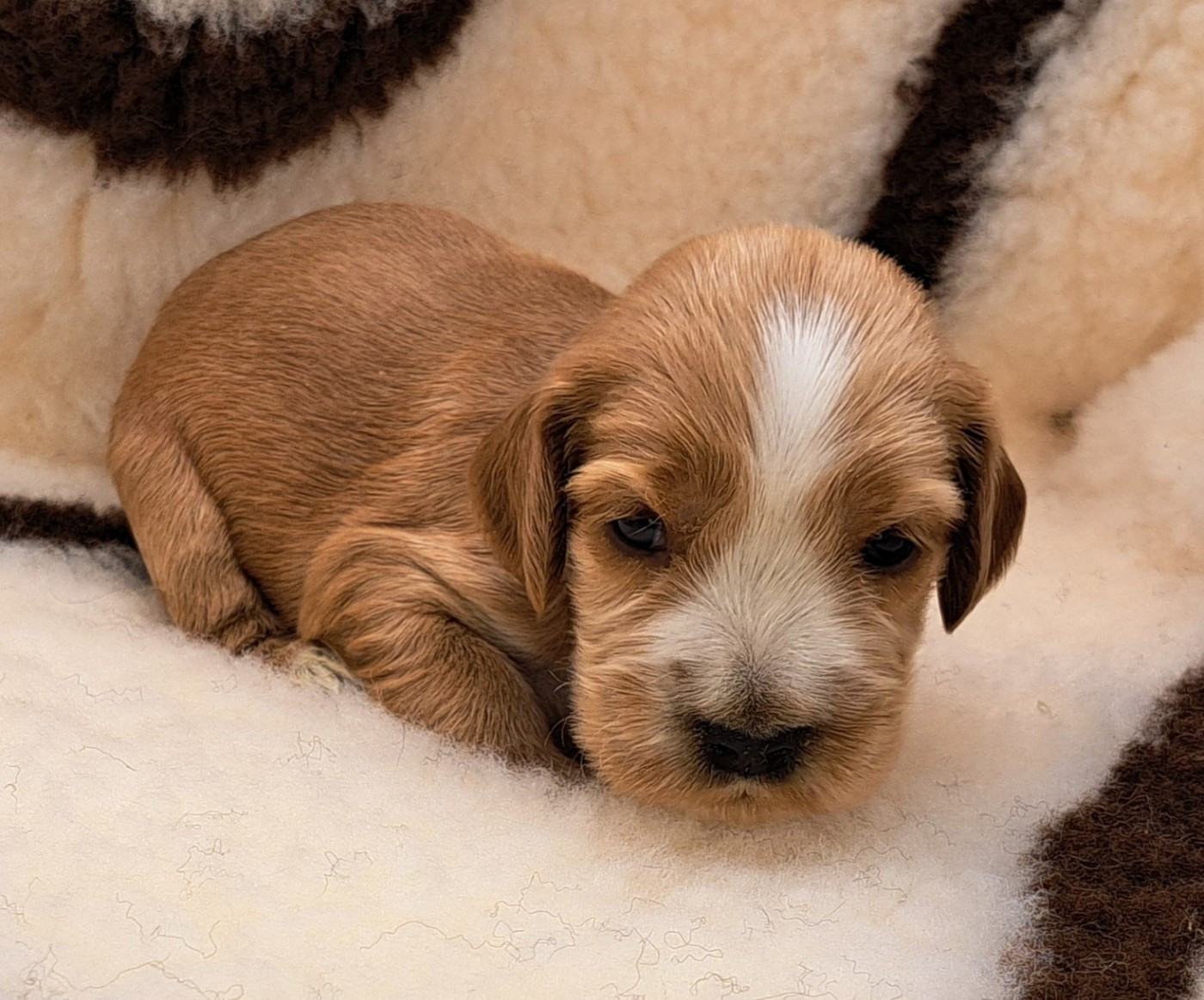of Mayajoe's Dreams - Chiots disponibles - Cocker Spaniel Anglais