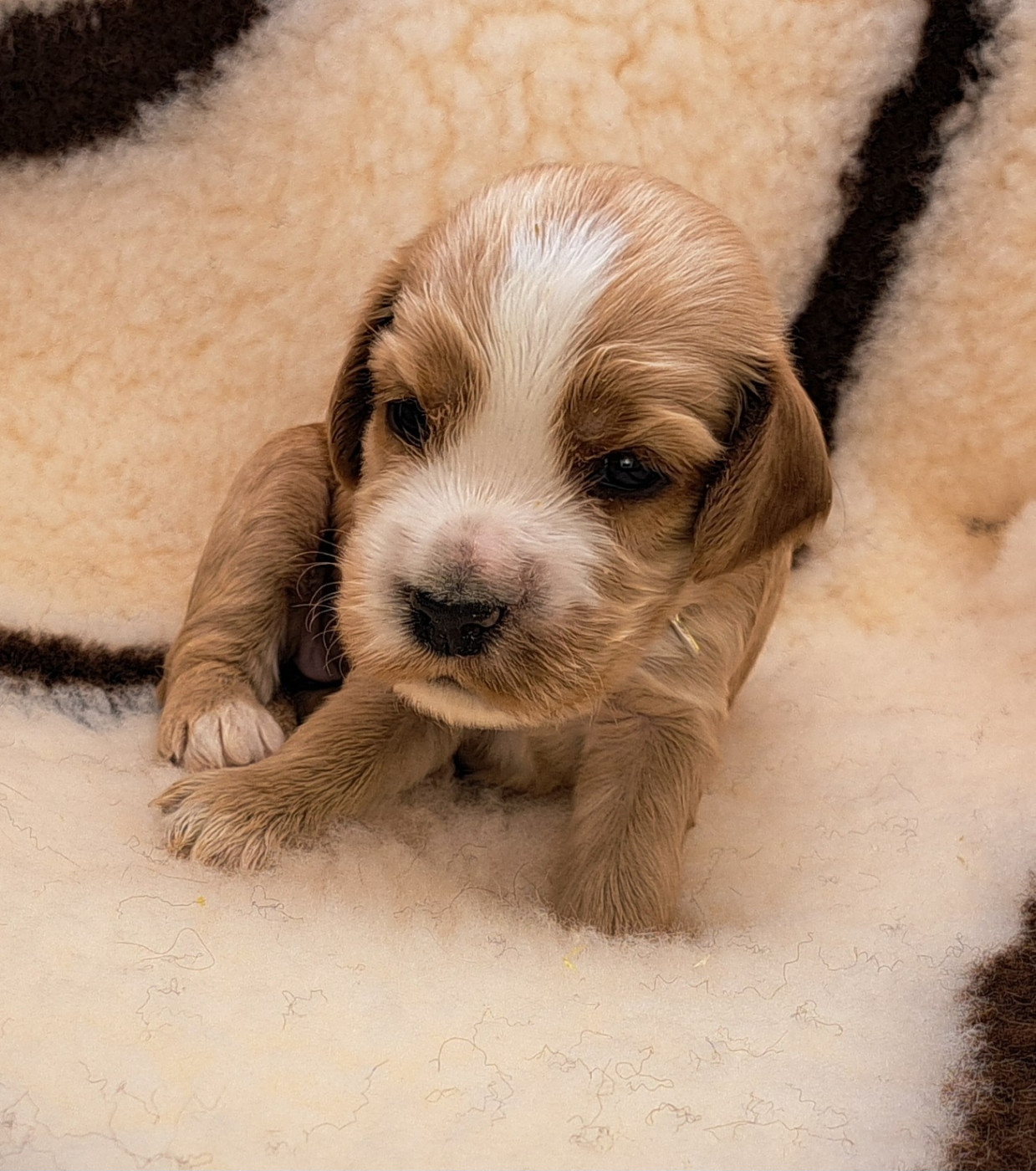of Mayajoe's Dreams - Chiots disponibles - Cocker Spaniel Anglais