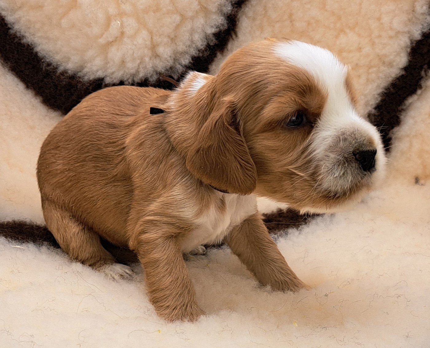 of Mayajoe's Dreams - Chiots disponibles - Cocker Spaniel Anglais