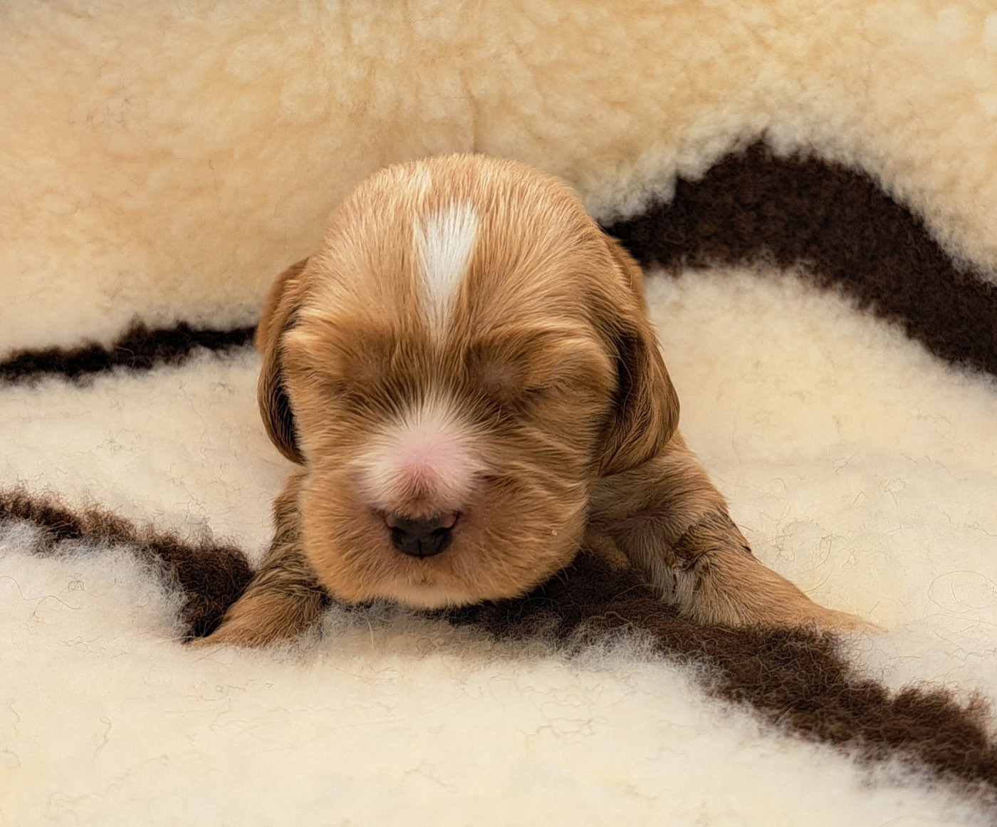 of Mayajoe's Dreams - Chiots disponibles - Cocker Spaniel Anglais