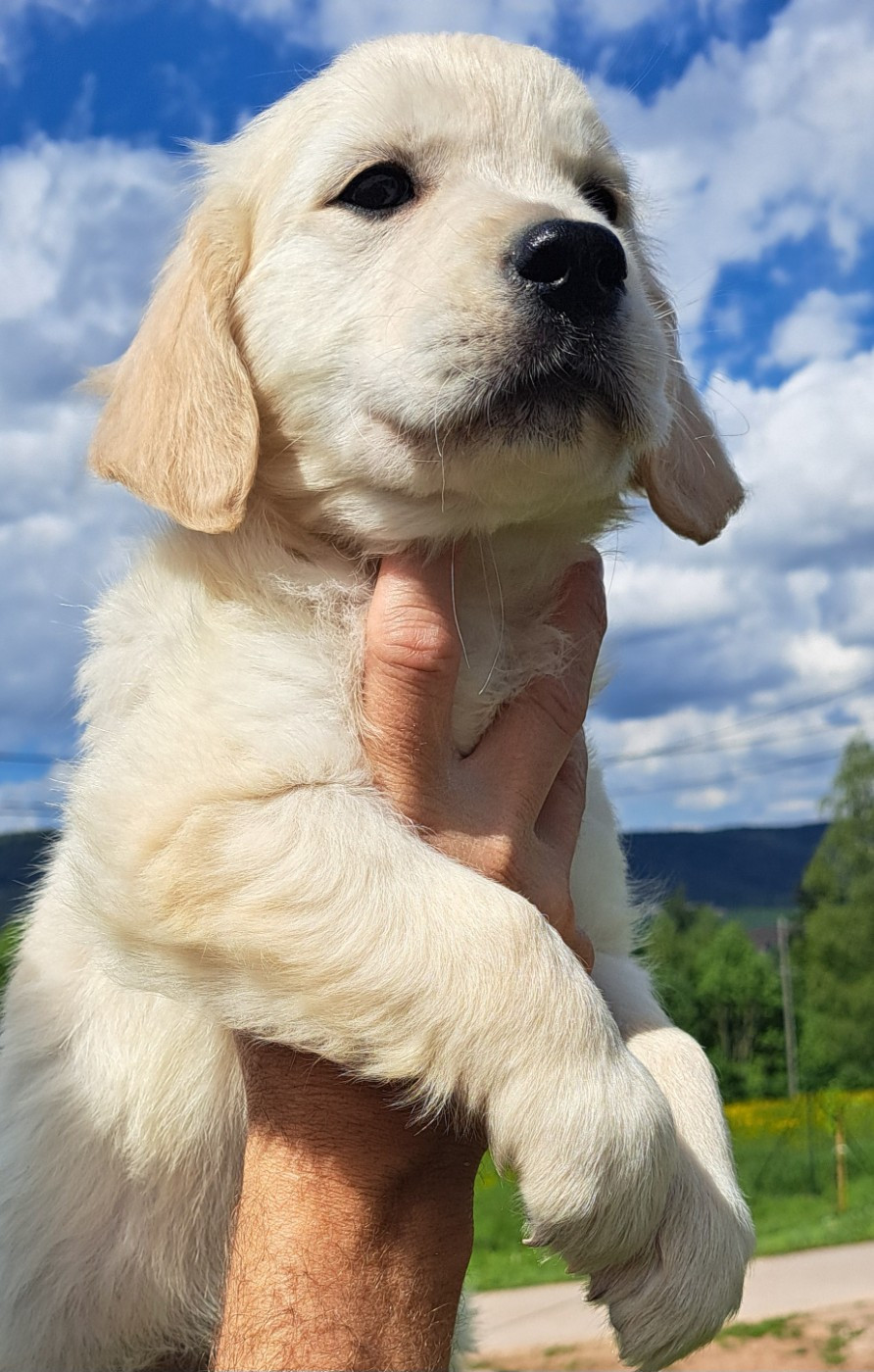of Mayajoe's Dreams - Golden Retriever - Portée née le 12/03/2026