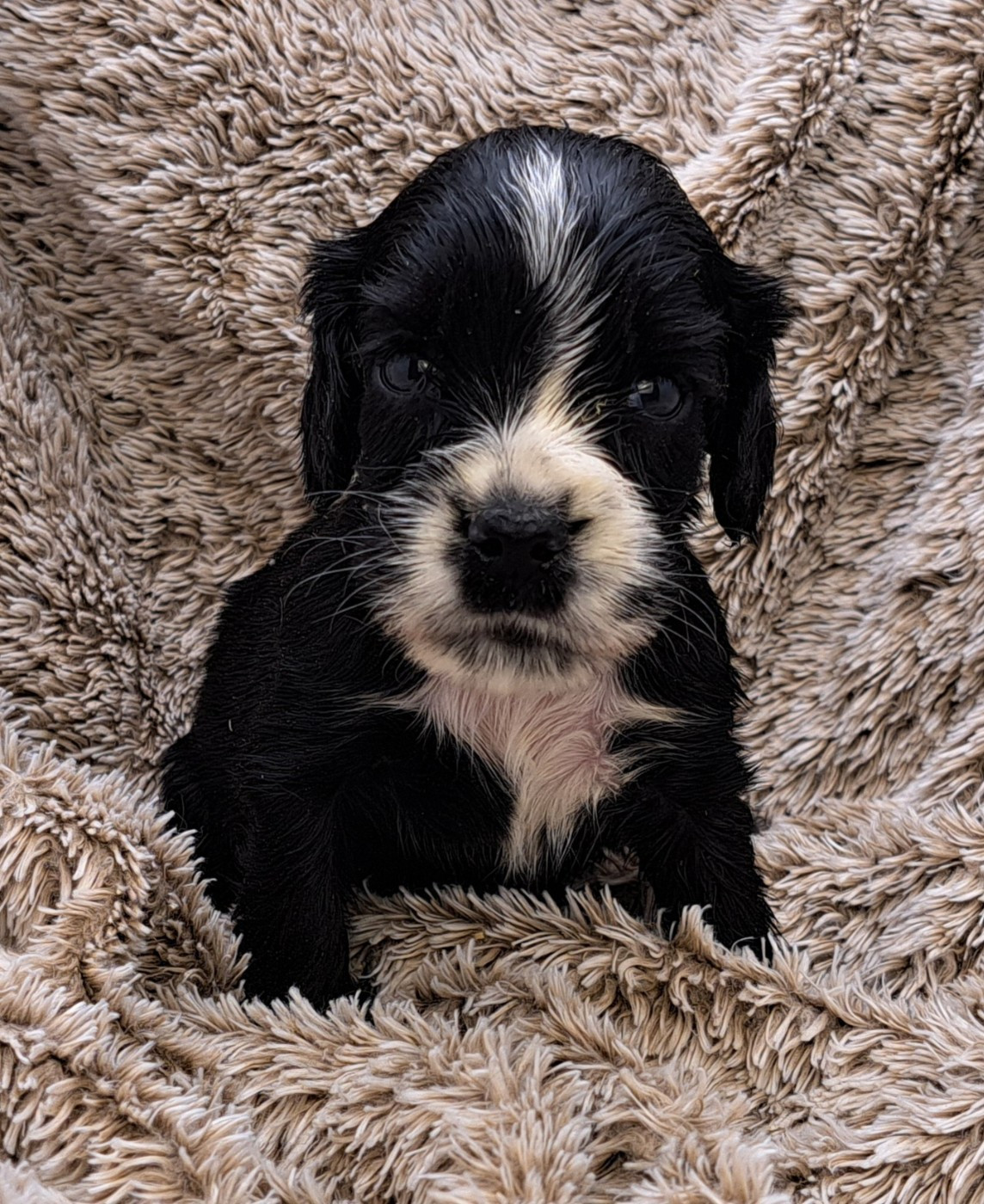 of Mayajoe's Dreams - Chiots disponibles - Cocker Spaniel Anglais