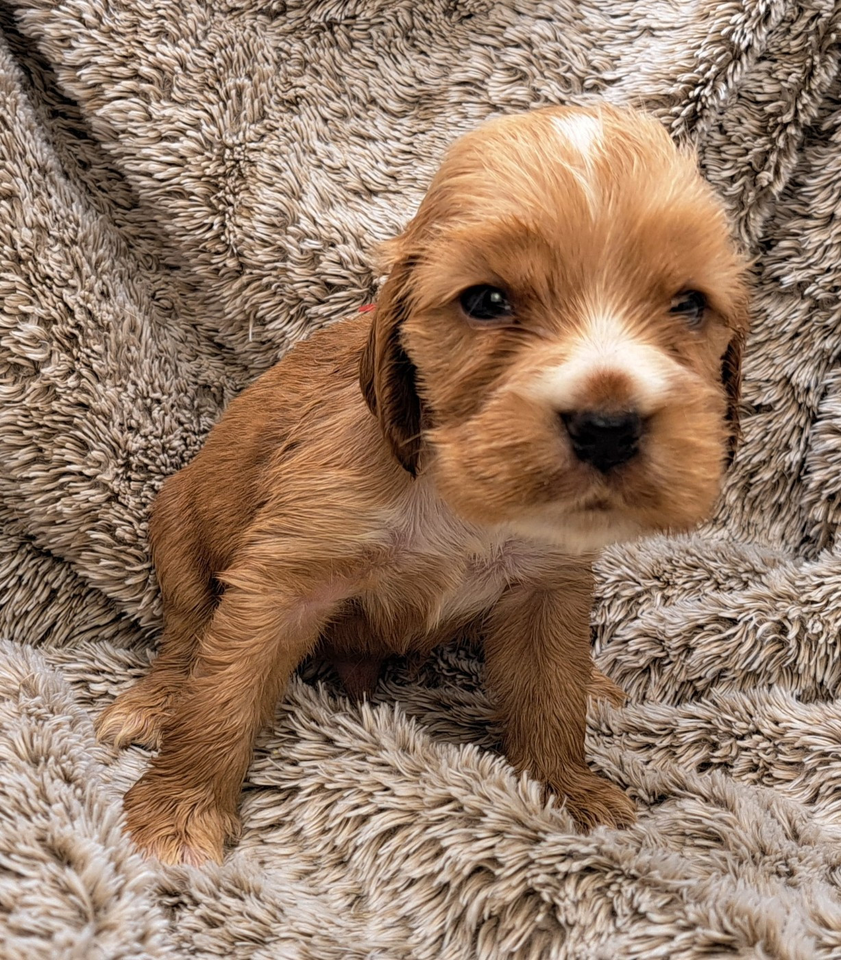of Mayajoe's Dreams - Chiots disponibles - Cocker Spaniel Anglais