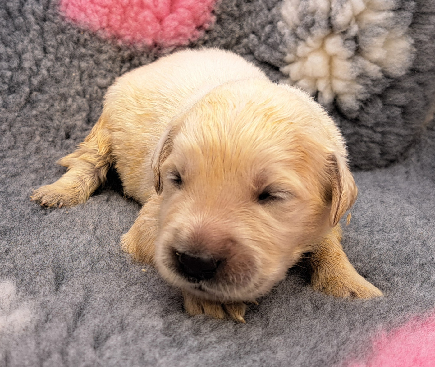 of Mayajoe's Dreams - Chiots disponibles - Golden Retriever