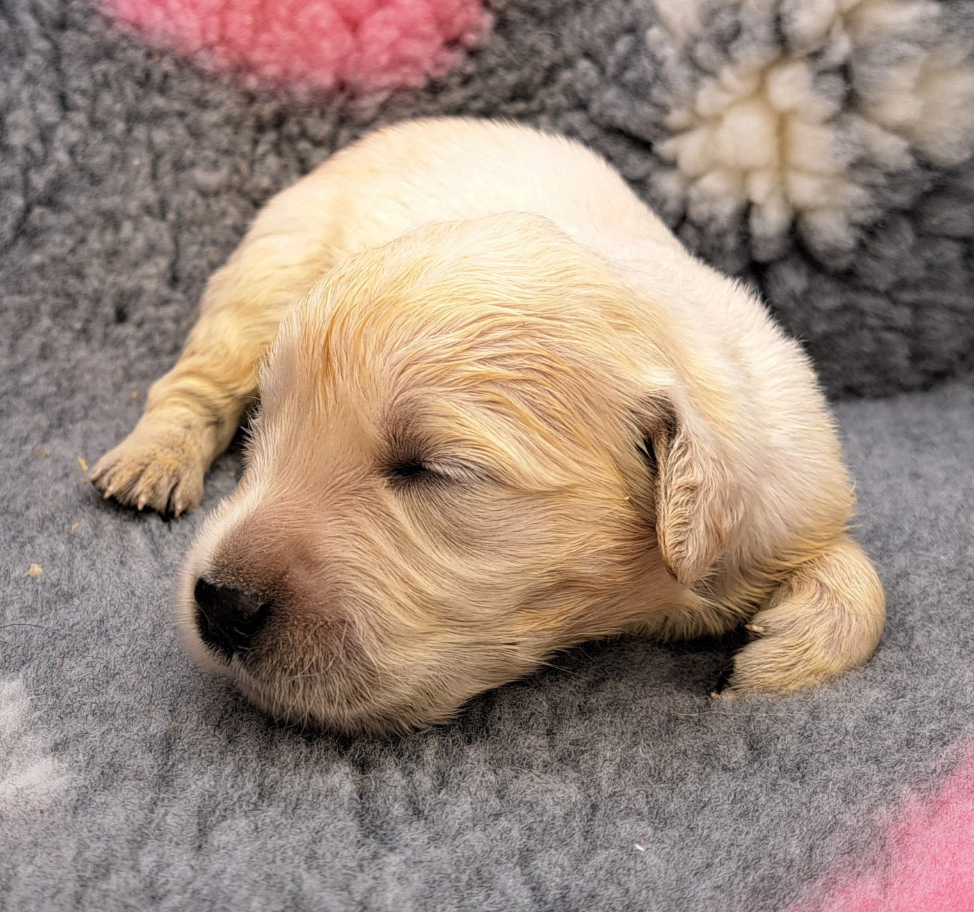 of Mayajoe's Dreams - Chiots disponibles - Golden Retriever