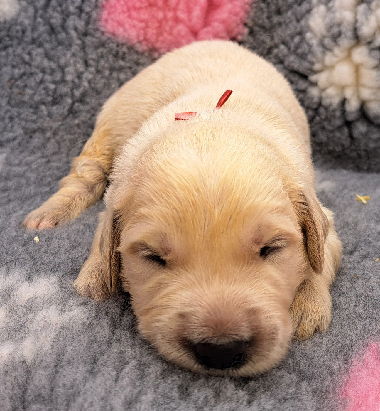 of Mayajoe's Dreams - Chiots disponibles - Golden Retriever