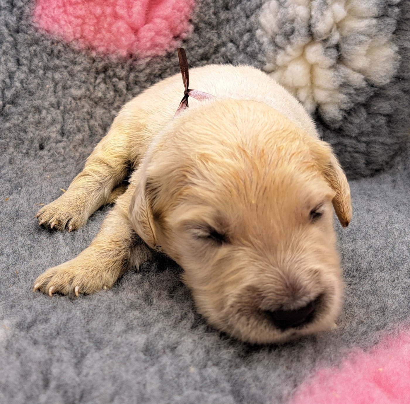 of Mayajoe's Dreams - Chiots disponibles - Golden Retriever