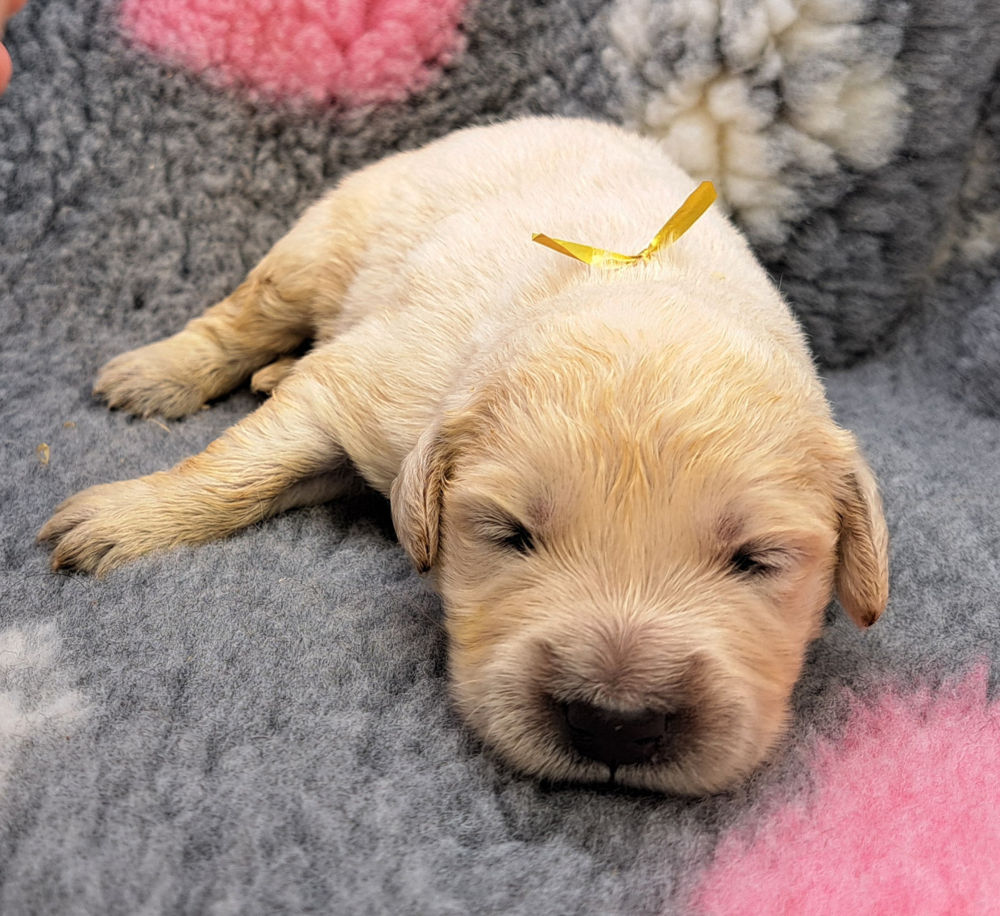 of Mayajoe's Dreams - Chiots disponibles - Golden Retriever