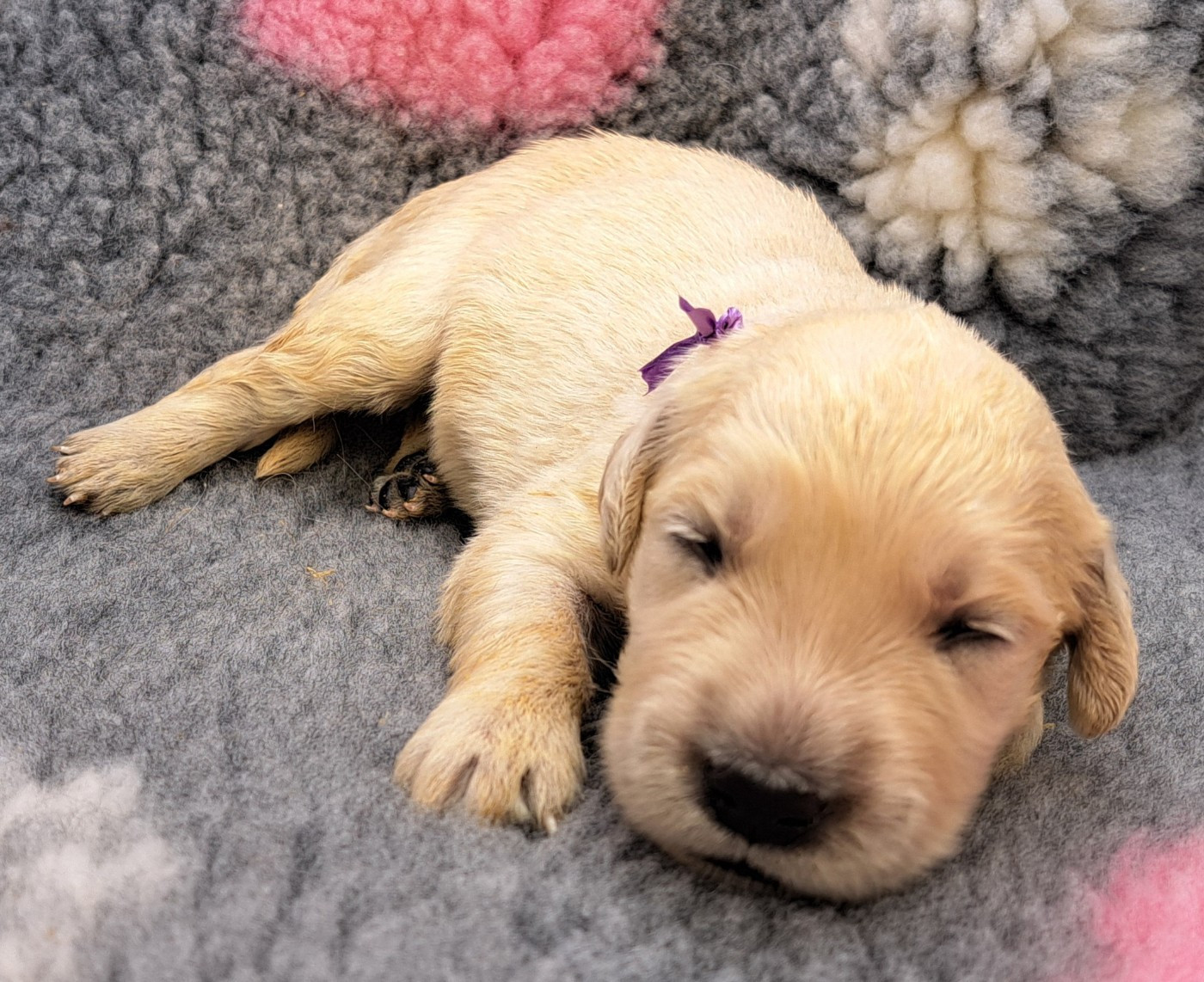 of Mayajoe's Dreams - Chiots disponibles - Golden Retriever