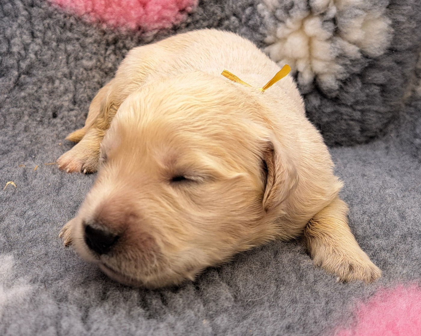 of Mayajoe's Dreams - Chiots disponibles - Golden Retriever