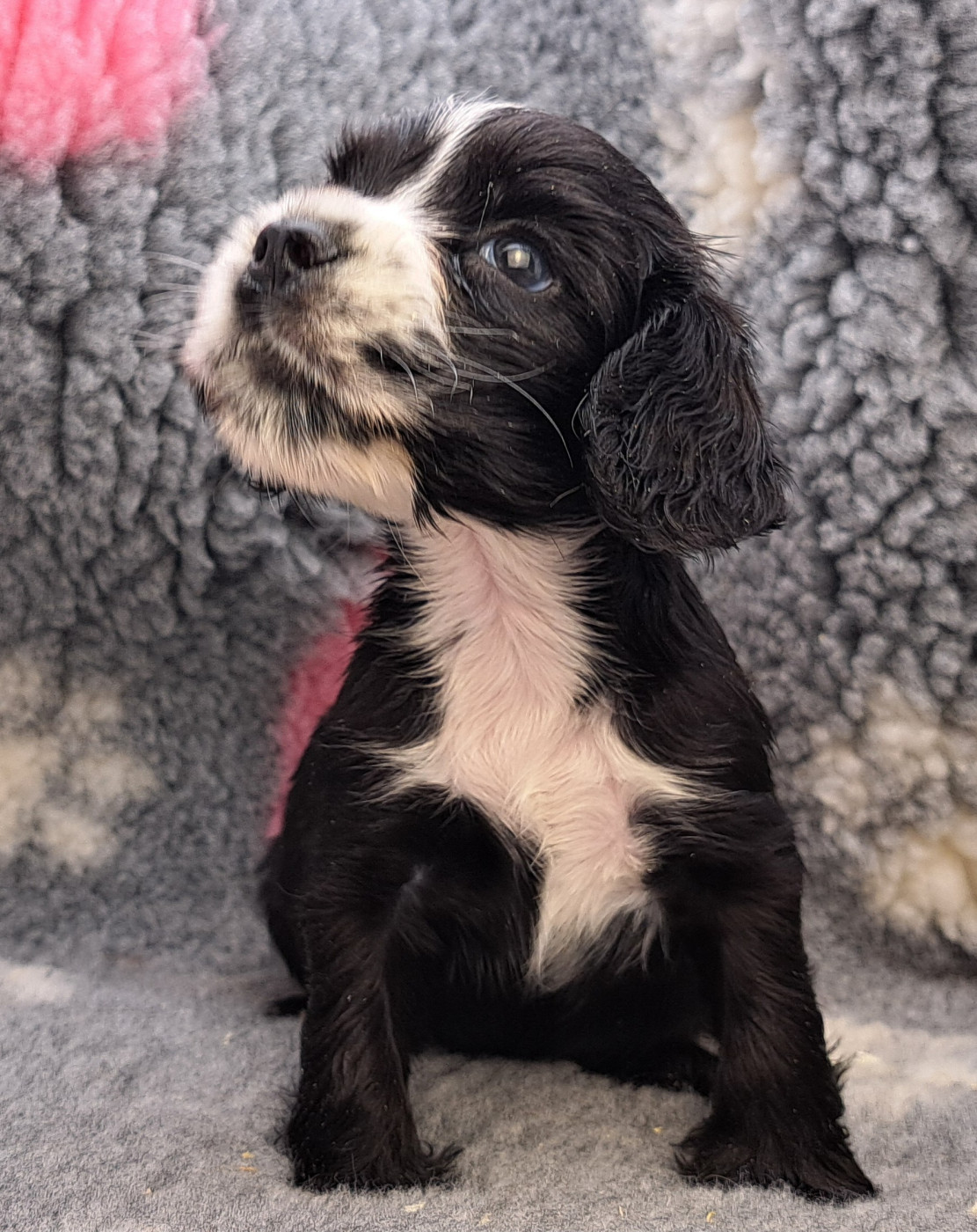 of Mayajoe's Dreams - Chiots disponibles - Cocker Spaniel Anglais