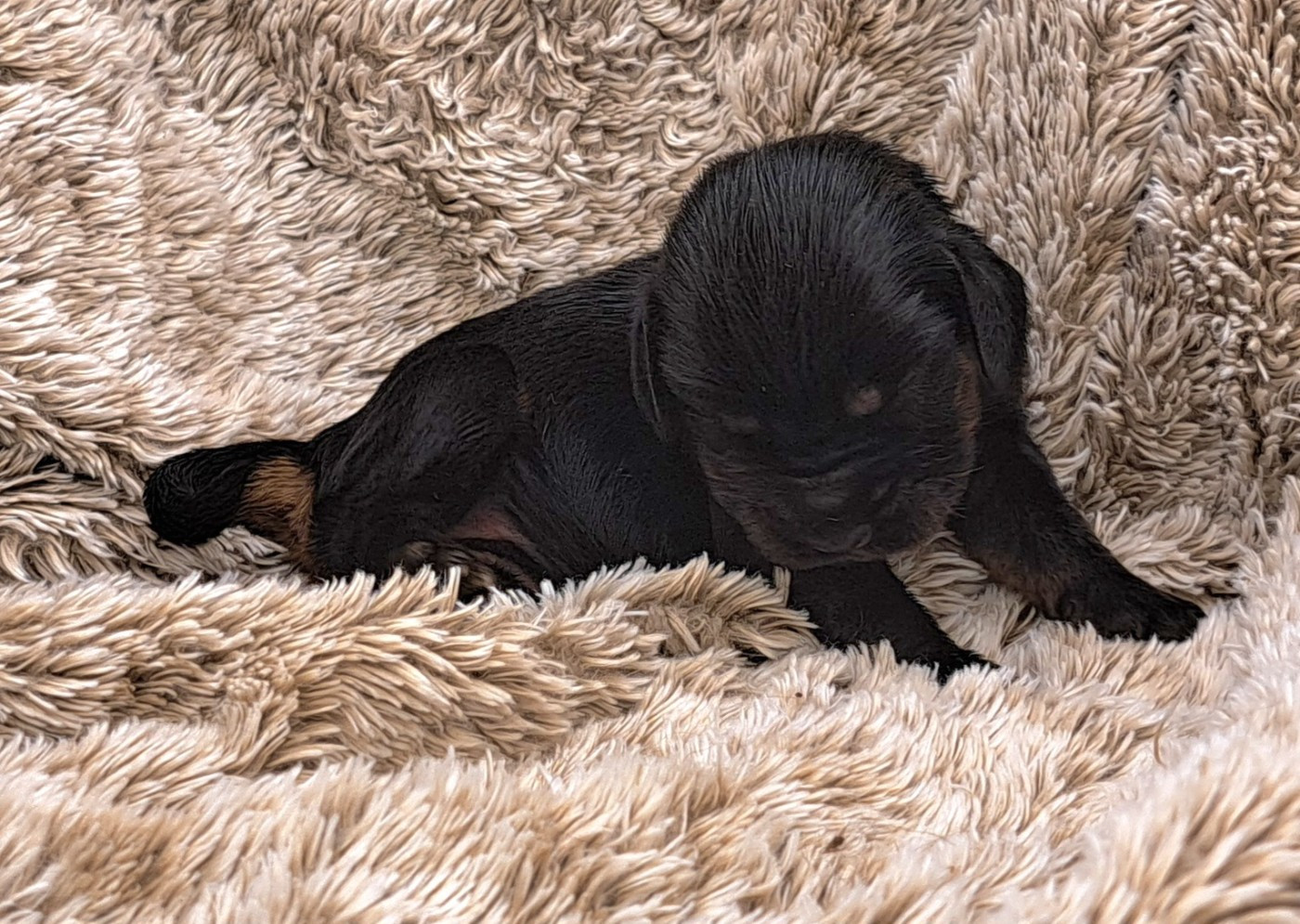 of Mayajoe's Dreams - Chiots disponibles - Cocker Spaniel Anglais