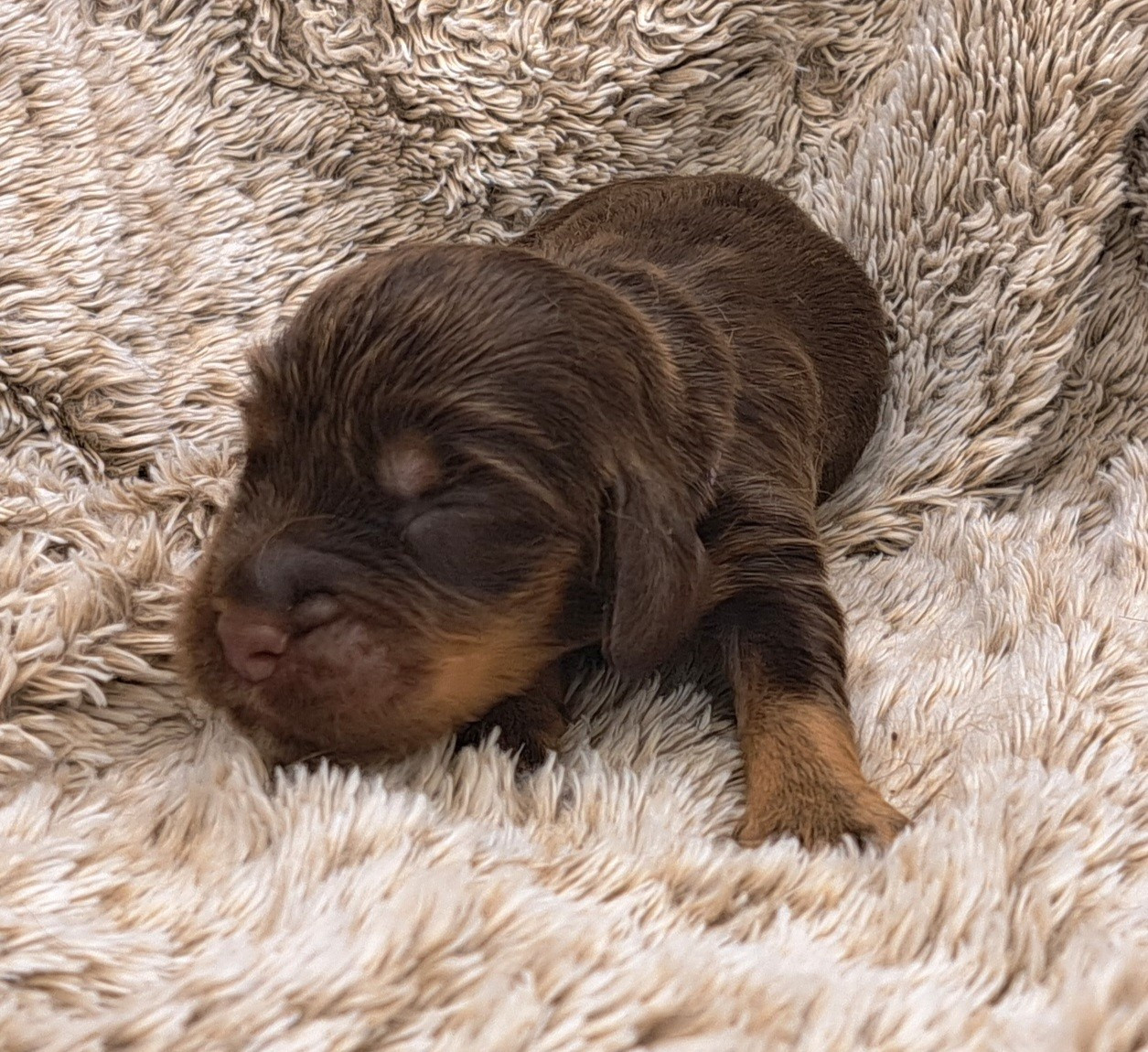 of Mayajoe's Dreams - Chiots disponibles - Cocker Spaniel Anglais