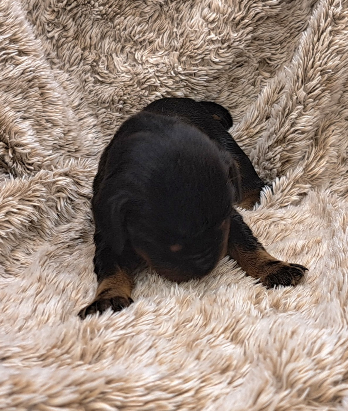 of Mayajoe's Dreams - Chiots disponibles - Cocker Spaniel Anglais