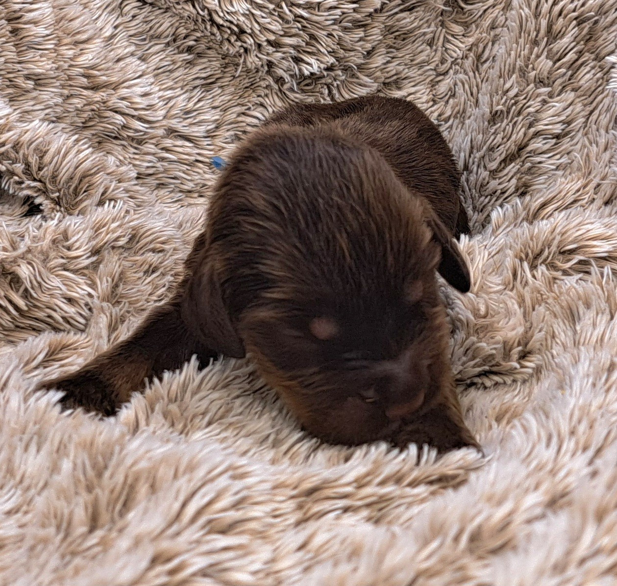 of Mayajoe's Dreams - Chiots disponibles - Cocker Spaniel Anglais