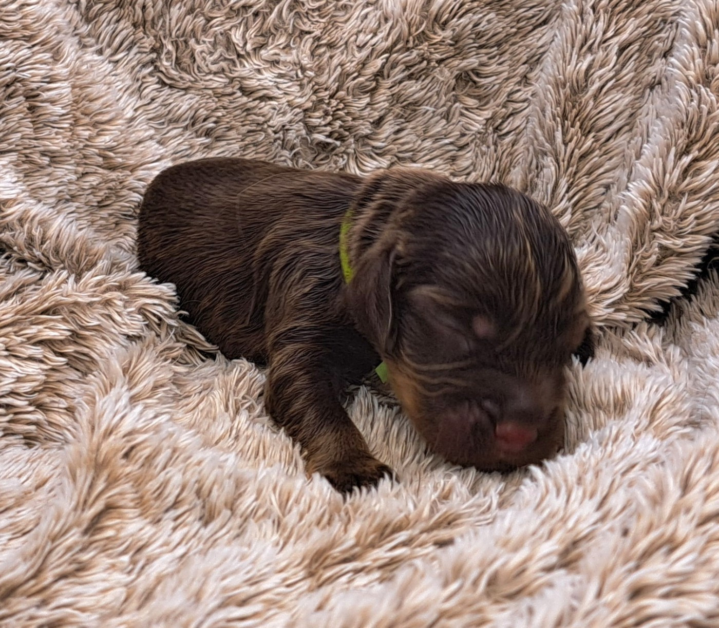 of Mayajoe's Dreams - Chiots disponibles - Cocker Spaniel Anglais