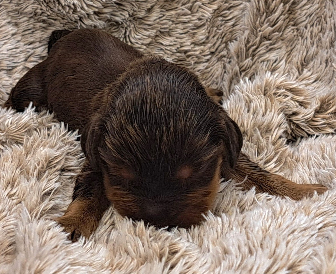 of Mayajoe's Dreams - Chiots disponibles - Cocker Spaniel Anglais