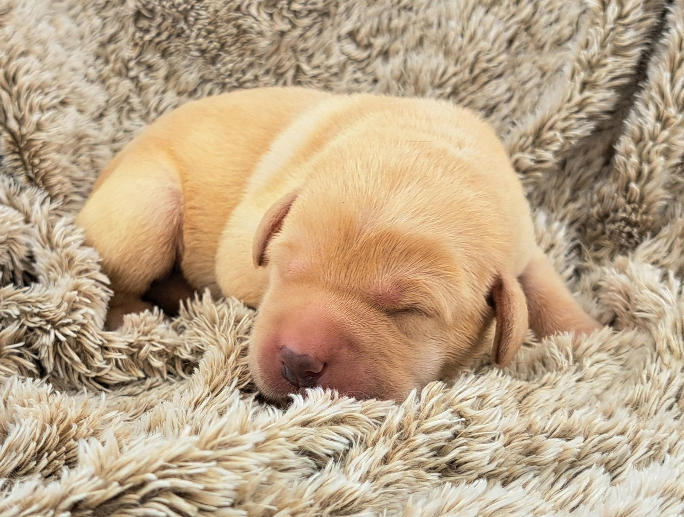 of Mayajoe's Dreams - Chiots disponibles - Labrador Retriever