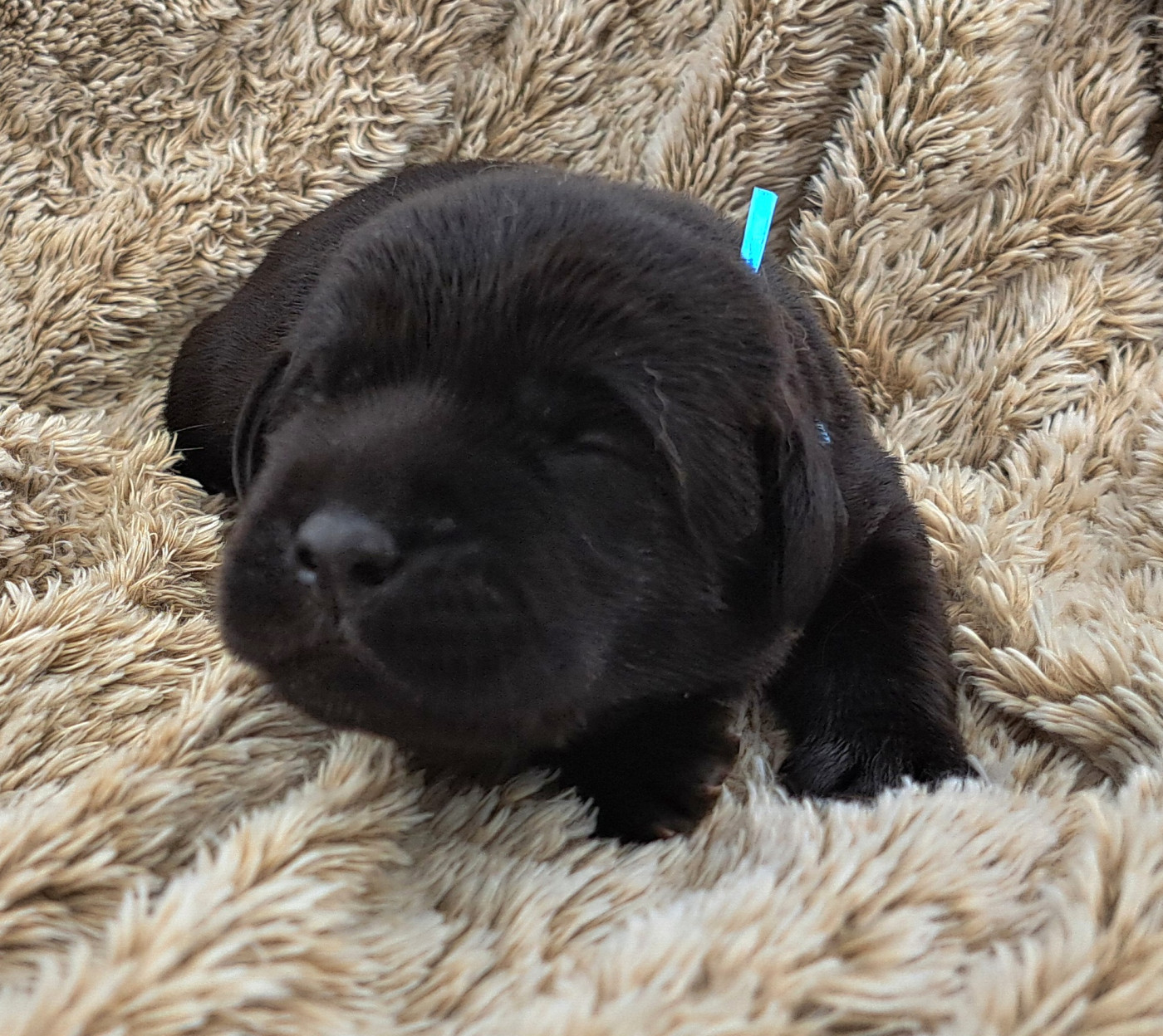 of Mayajoe's Dreams - Chiots disponibles - Labrador Retriever