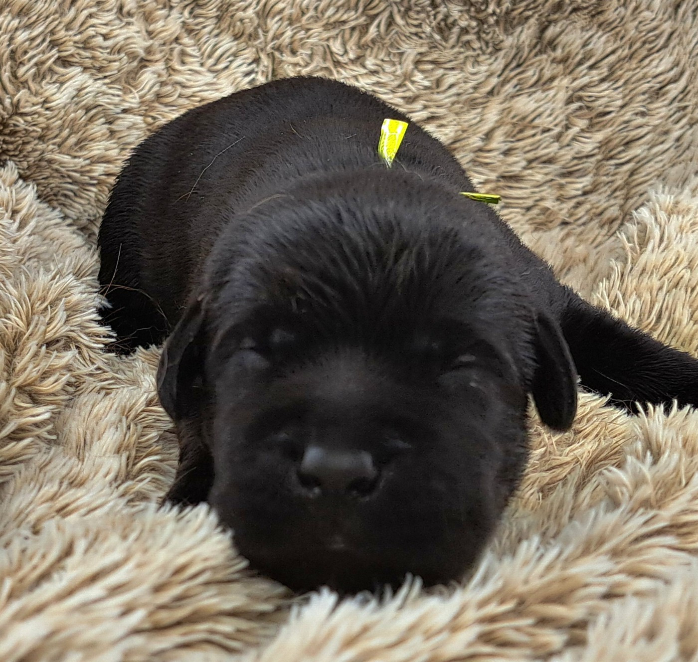 of Mayajoe's Dreams - Chiots disponibles - Labrador Retriever