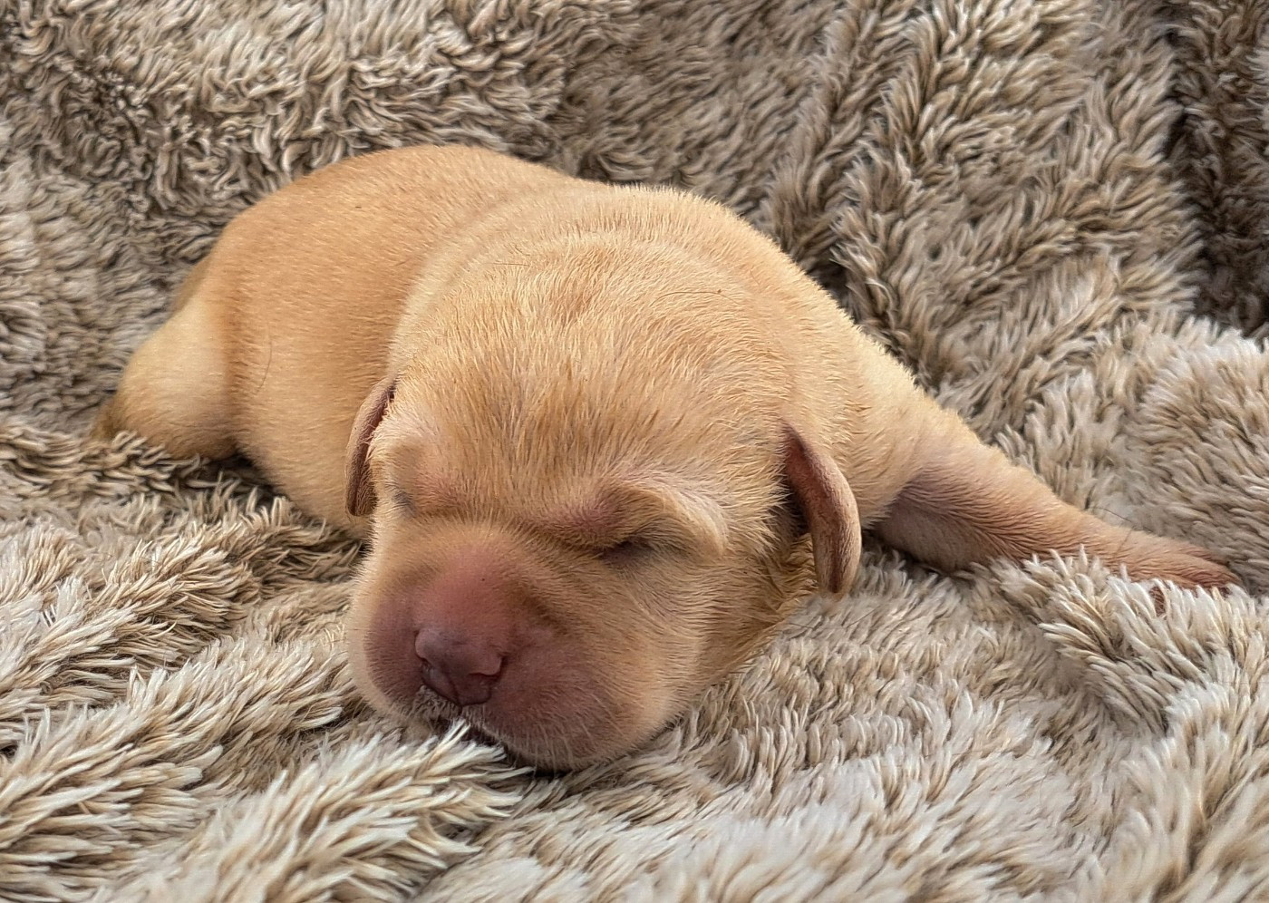 of Mayajoe's Dreams - Chiots disponibles - Labrador Retriever