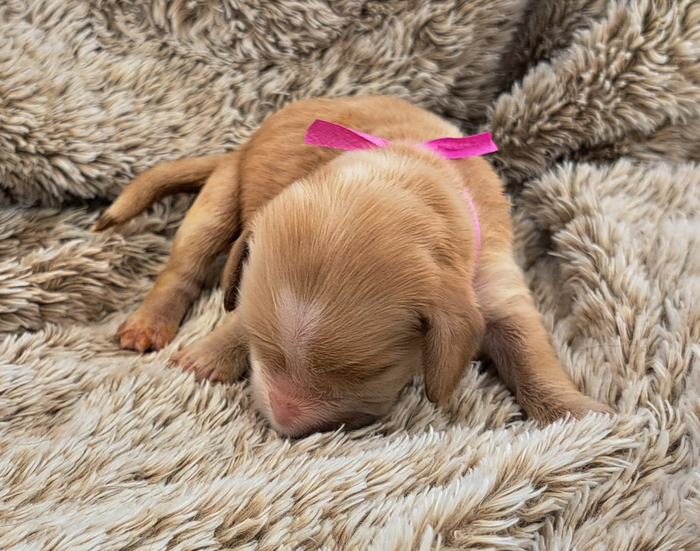 of Mayajoe's Dreams - Chiots disponibles - Cocker Spaniel Anglais