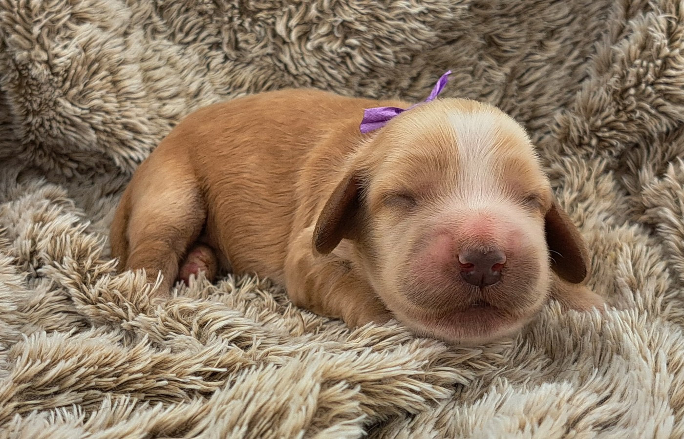 of Mayajoe's Dreams - Chiots disponibles - Cocker Spaniel Anglais