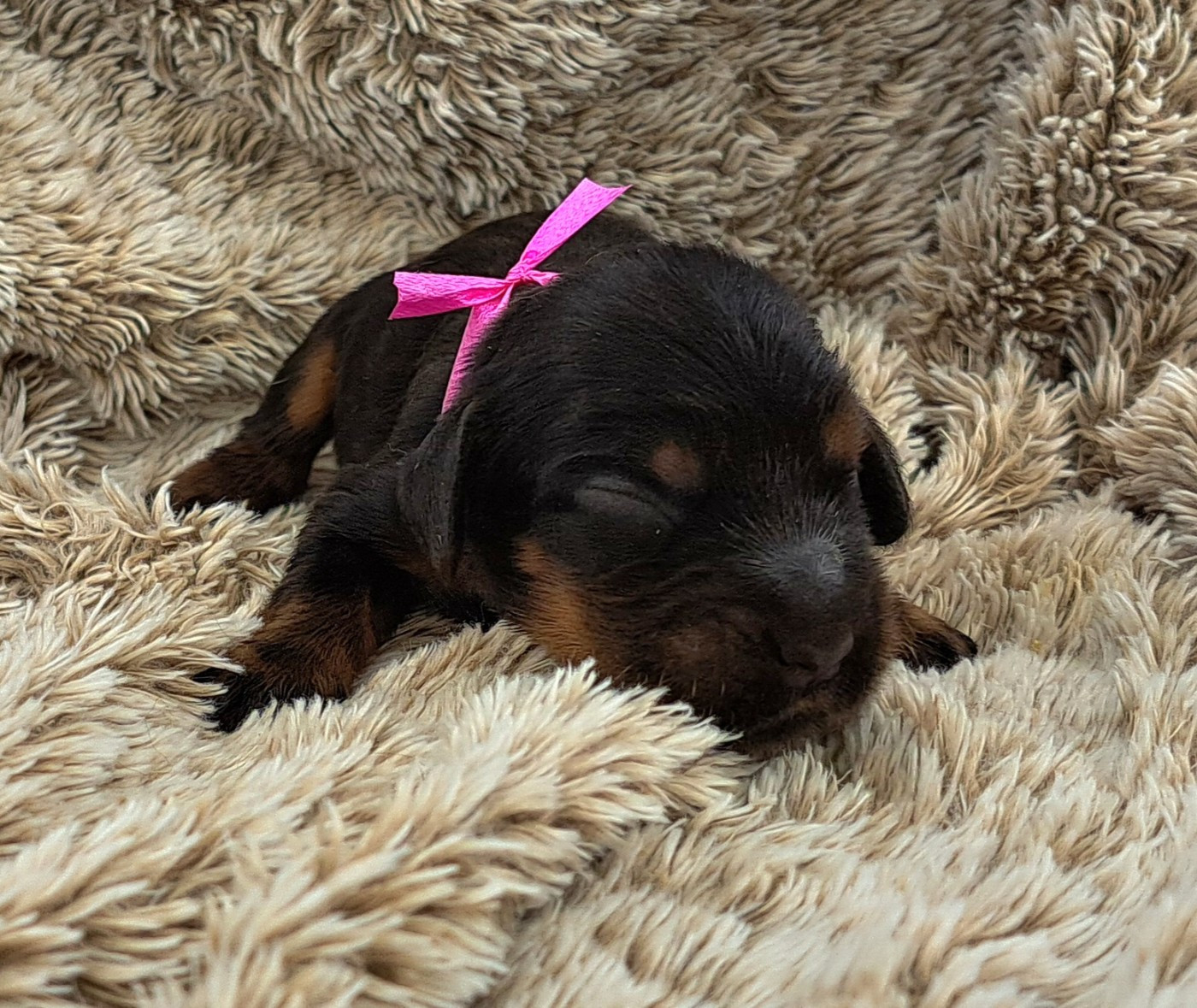 of Mayajoe's Dreams - Chiots disponibles - Cocker Spaniel Anglais