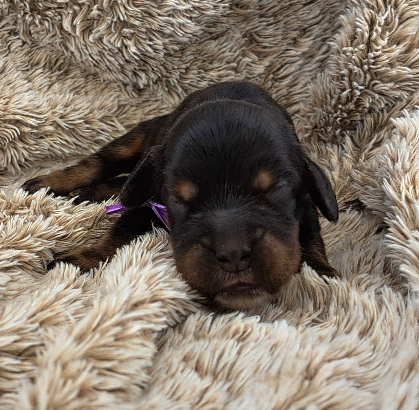 of Mayajoe's Dreams - Chiots disponibles - Cocker Spaniel Anglais