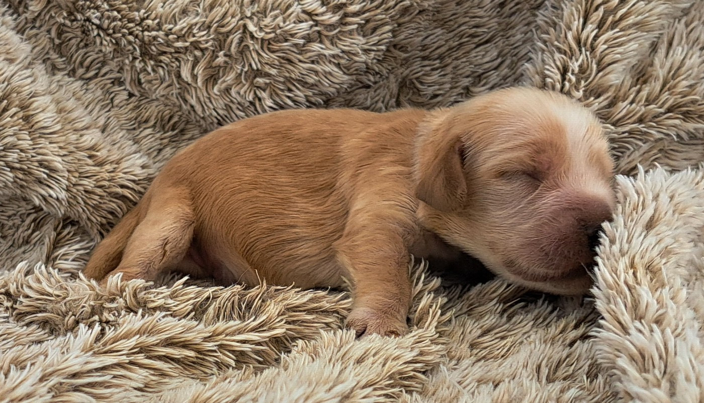 of Mayajoe's Dreams - Chiots disponibles - Cocker Spaniel Anglais