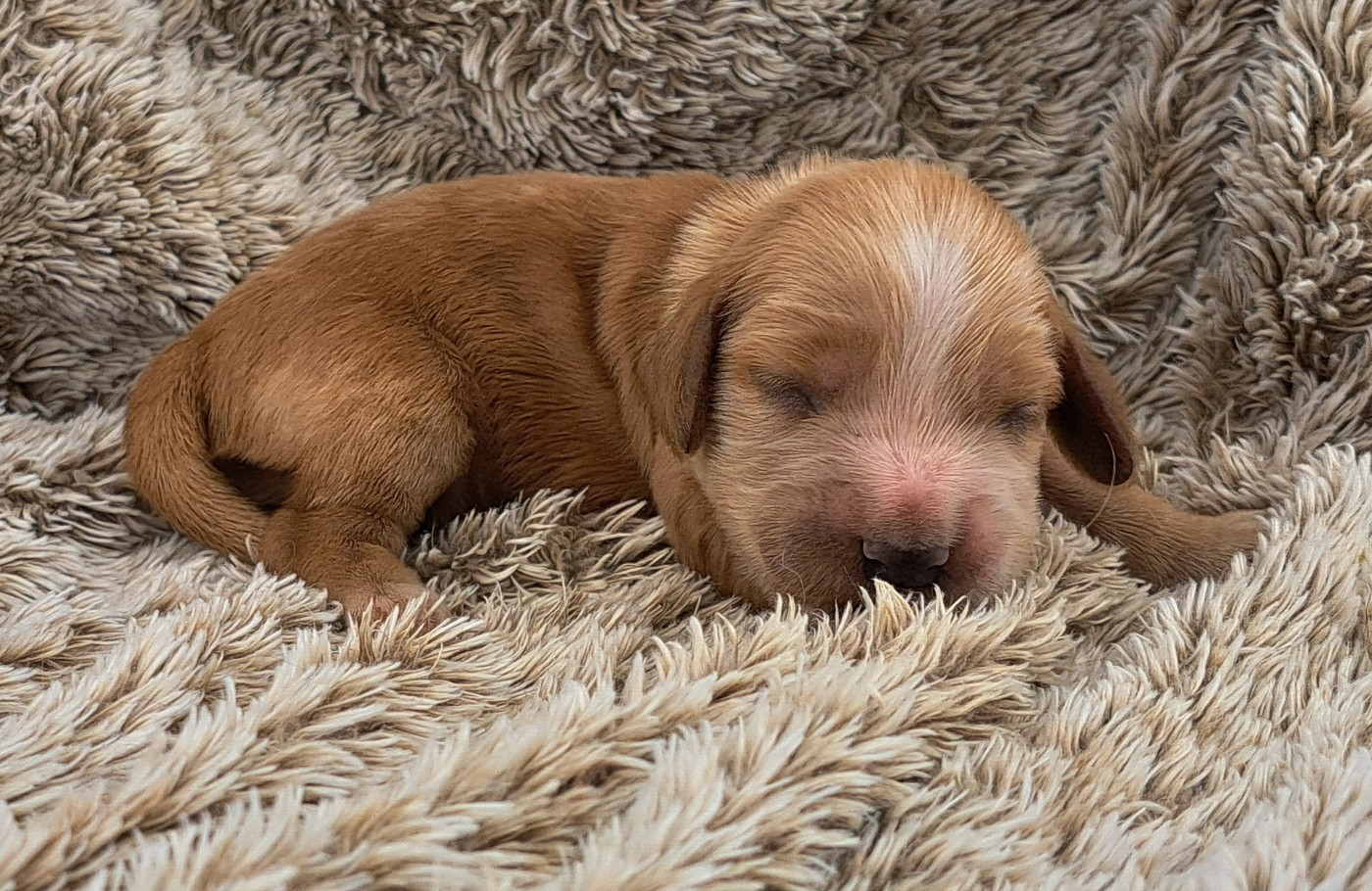 of Mayajoe's Dreams - Chiots disponibles - Cocker Spaniel Anglais