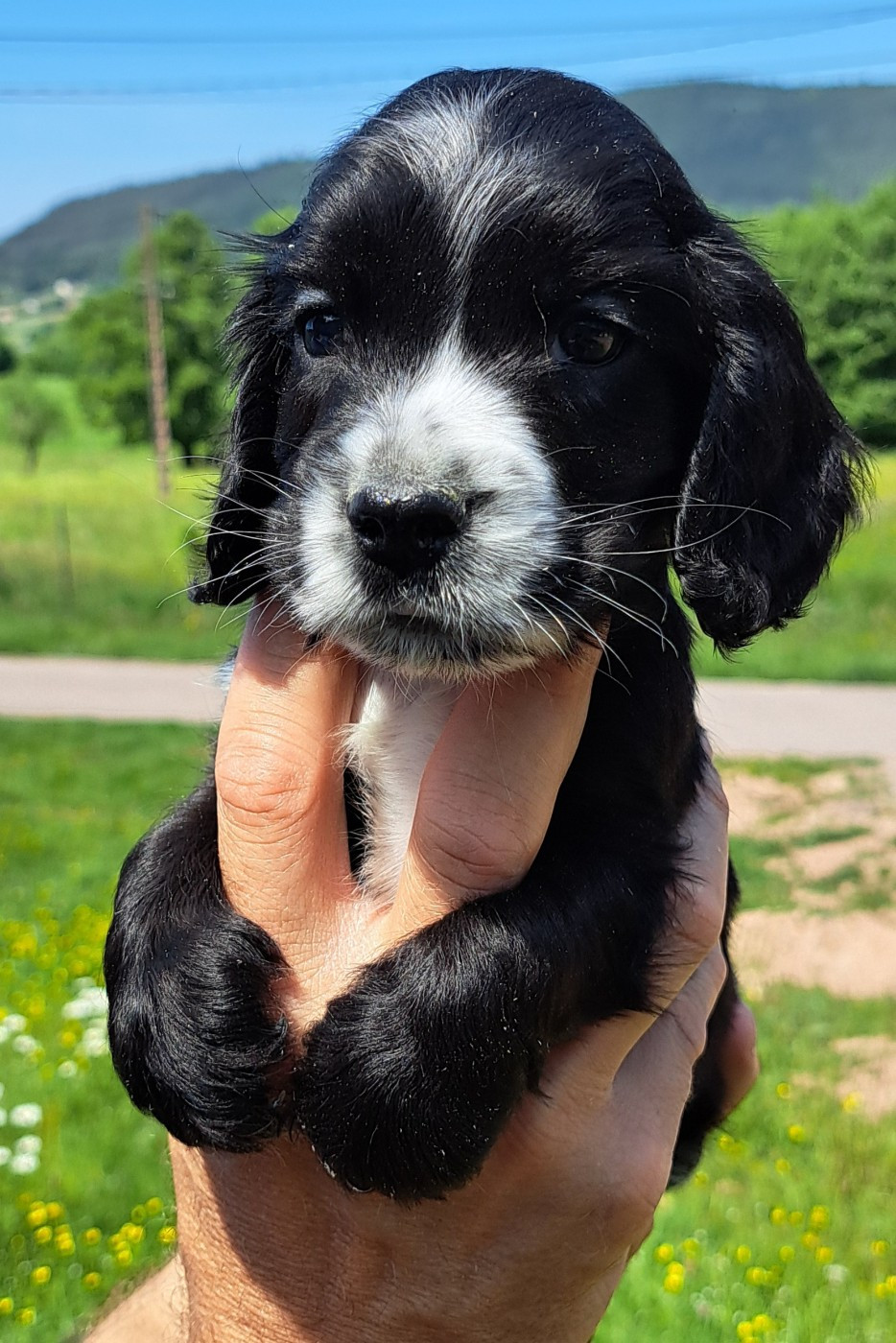 of Mayajoe's Dreams - Chiots disponibles - Cocker Spaniel Anglais