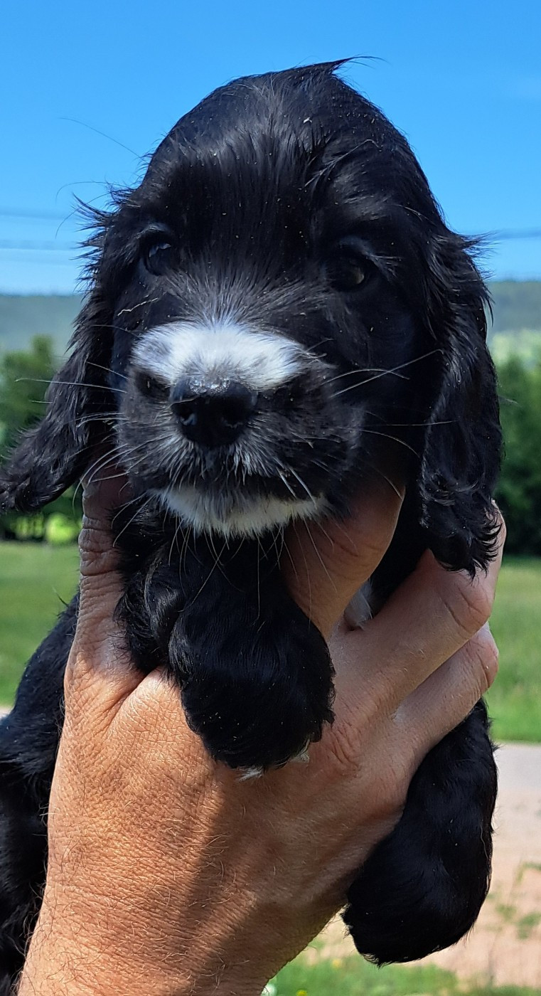 of Mayajoe's Dreams - Chiots disponibles - Cocker Spaniel Anglais