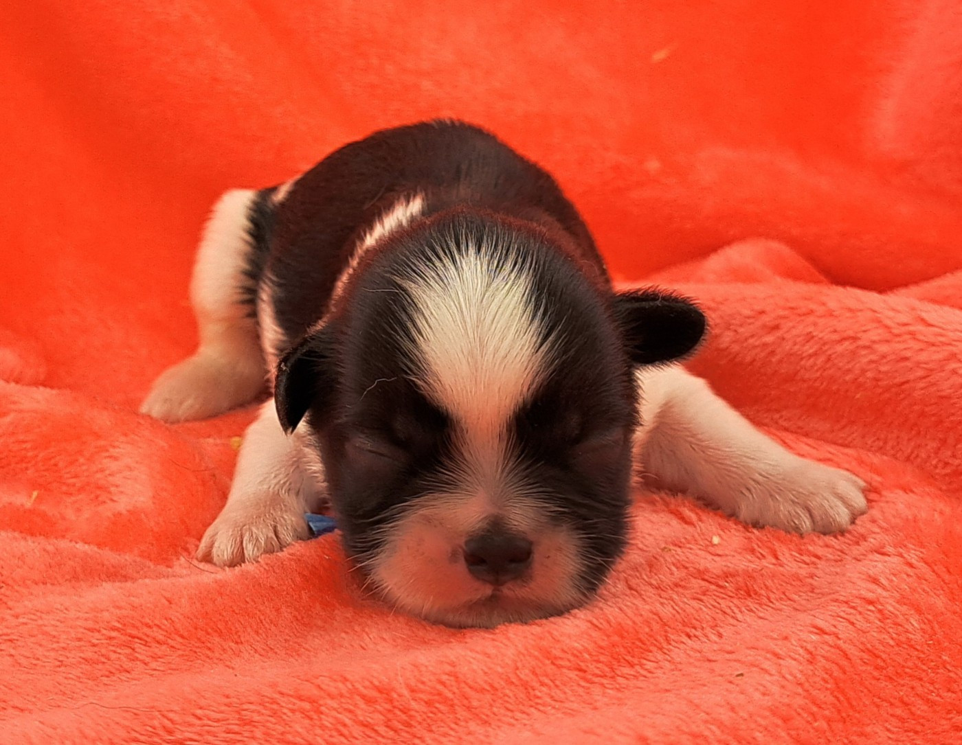 of Mayajoe's Dreams - Chiots disponibles - Shih Tzu