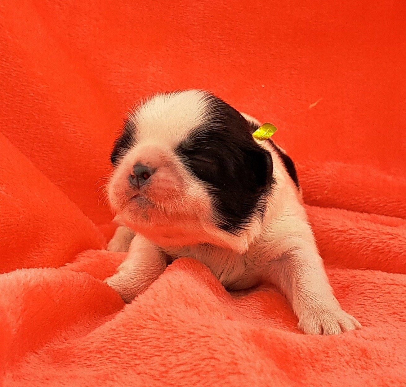 of Mayajoe's Dreams - Chiots disponibles - Shih Tzu
