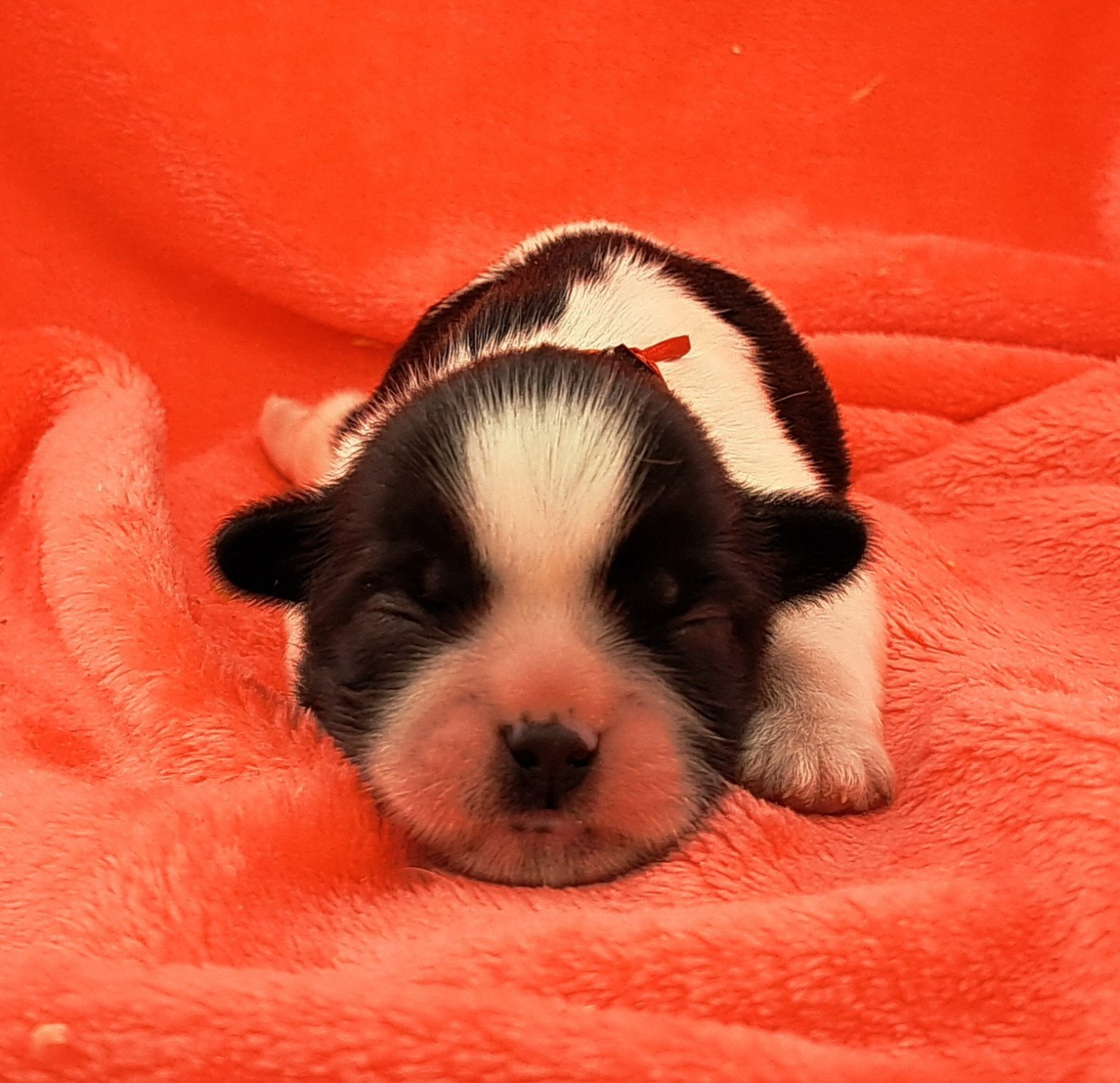 of Mayajoe's Dreams - Chiots disponibles - Shih Tzu