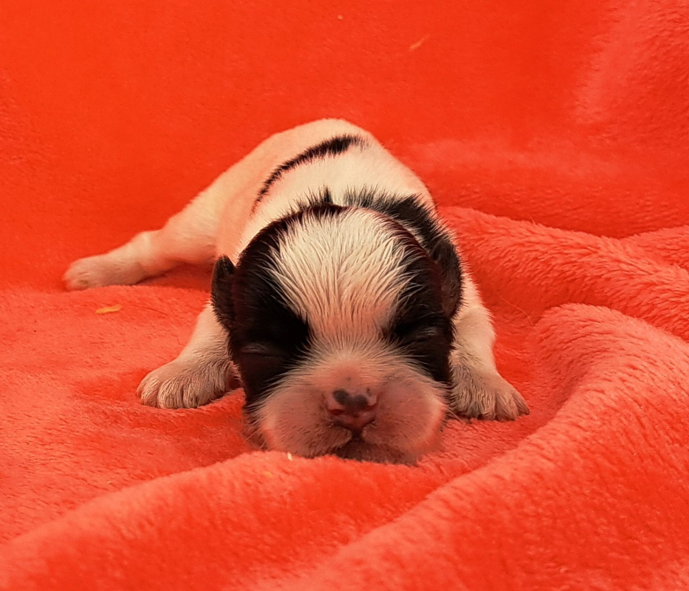 of Mayajoe's Dreams - Chiots disponibles - Shih Tzu