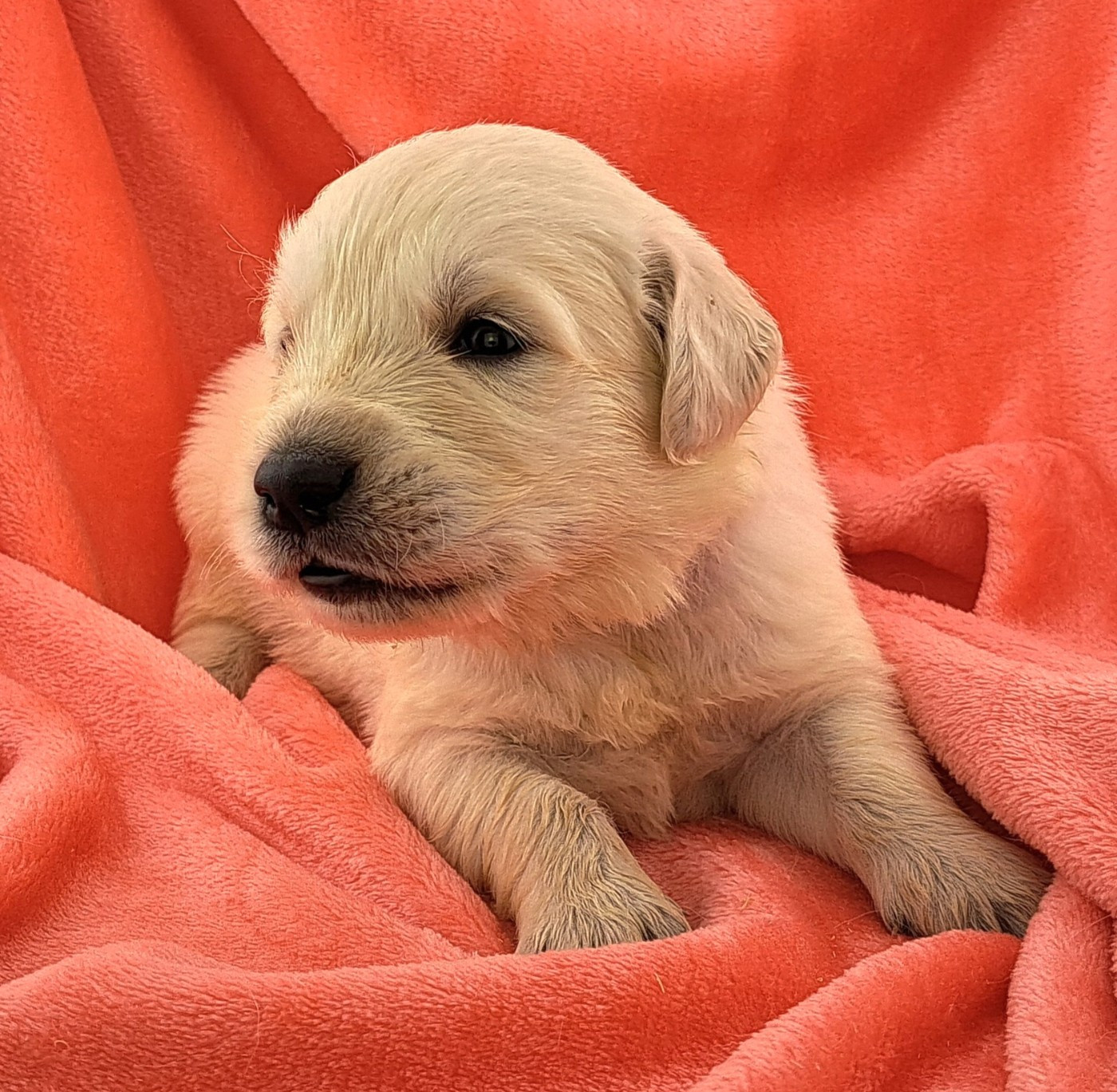 of Mayajoe's Dreams - Chiots disponibles - Golden Retriever