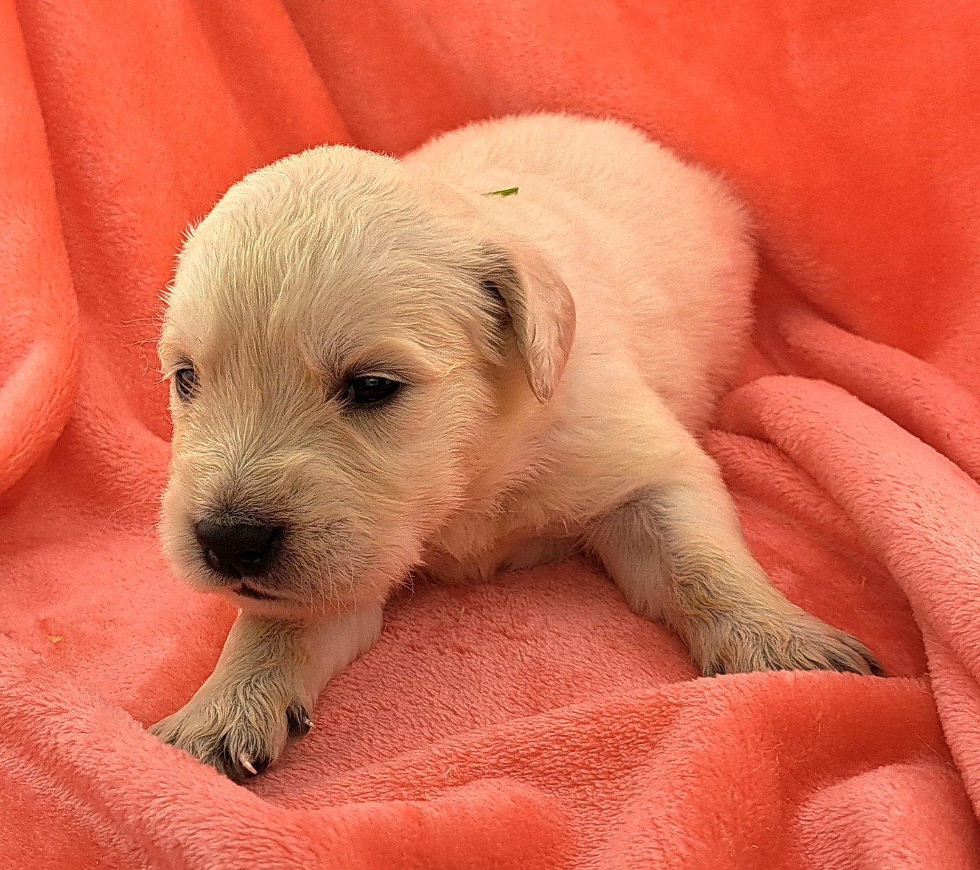 of Mayajoe's Dreams - Chiots disponibles - Golden Retriever