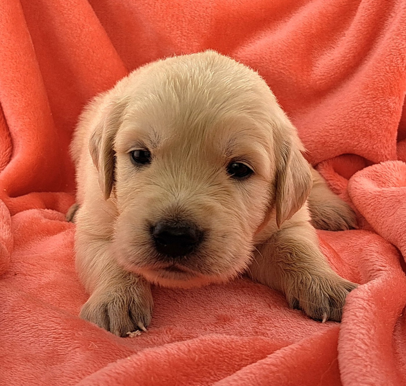 of Mayajoe's Dreams - Chiots disponibles - Golden Retriever