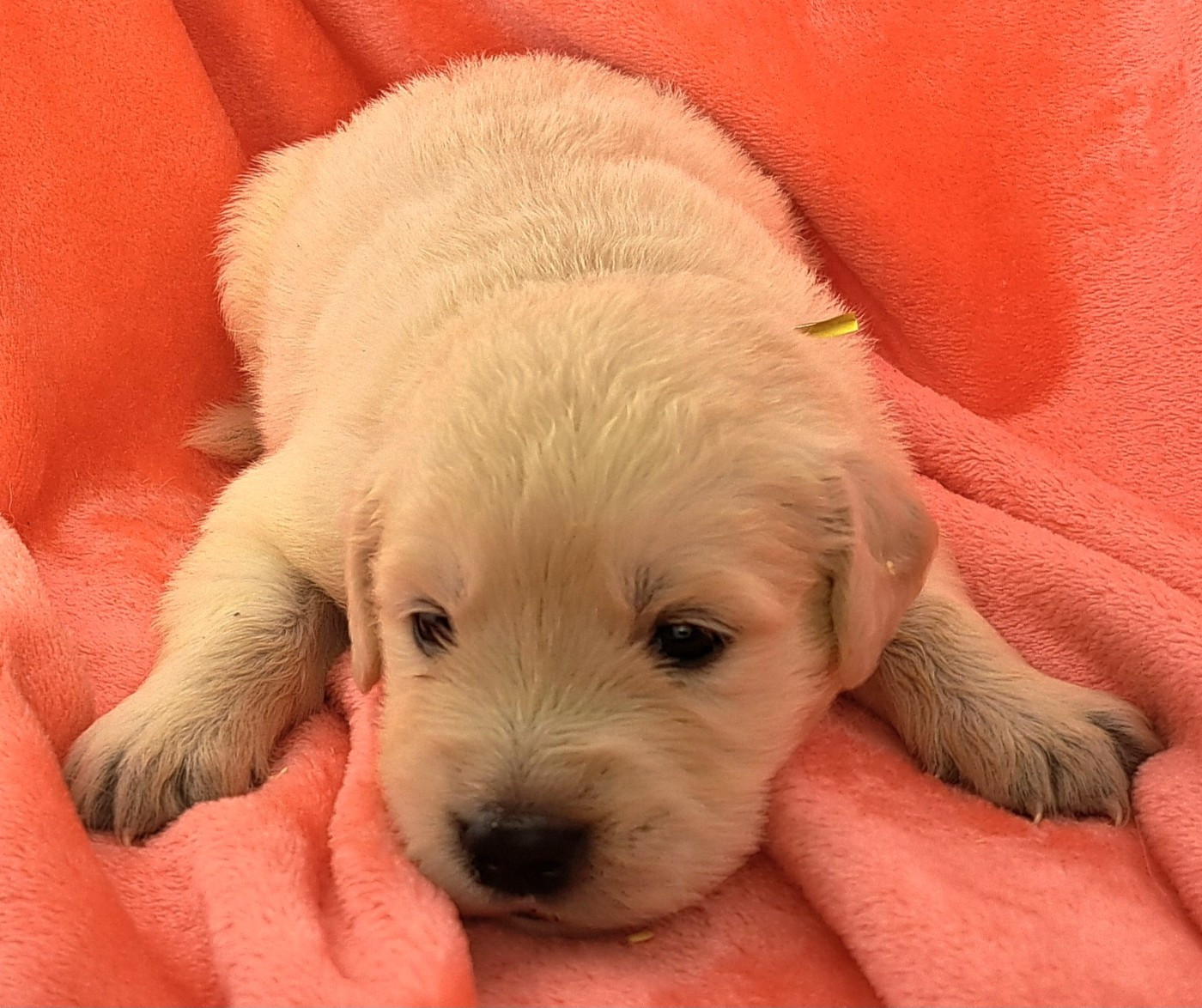 of Mayajoe's Dreams - Chiots disponibles - Golden Retriever