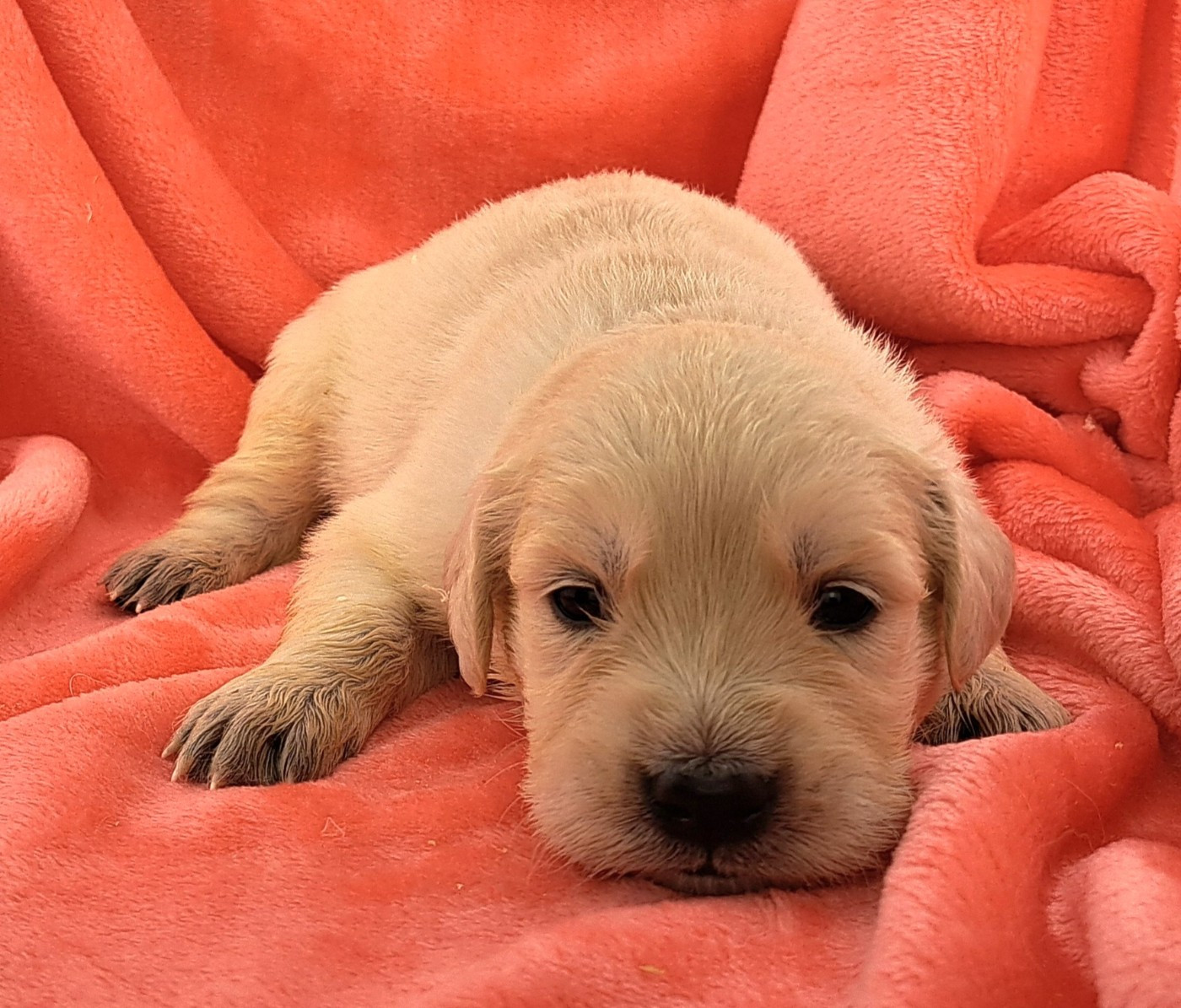 of Mayajoe's Dreams - Chiots disponibles - Golden Retriever