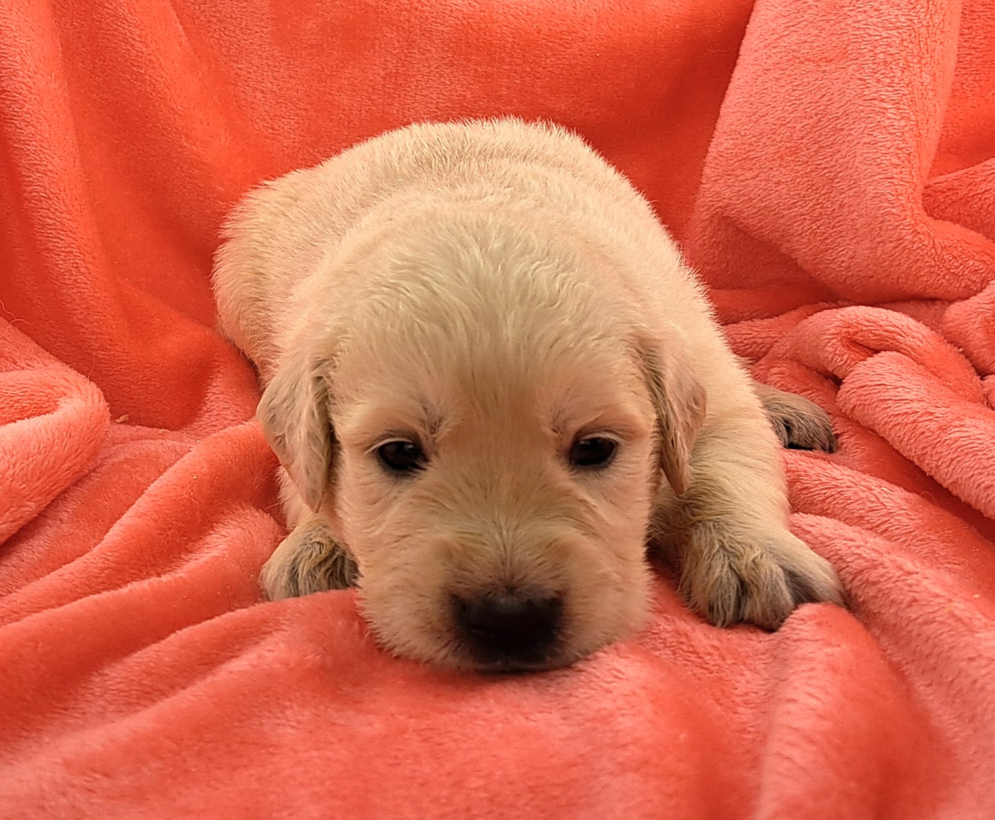of Mayajoe's Dreams - Chiots disponibles - Golden Retriever
