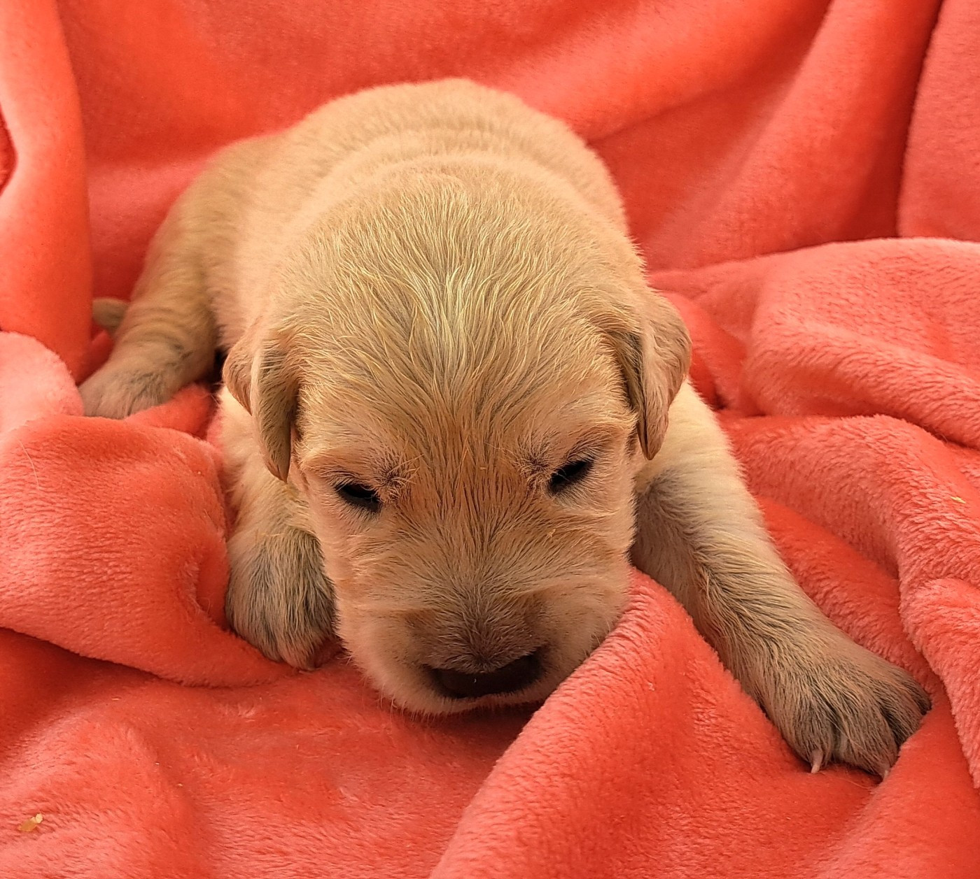 of Mayajoe's Dreams - Chiots disponibles - Golden Retriever