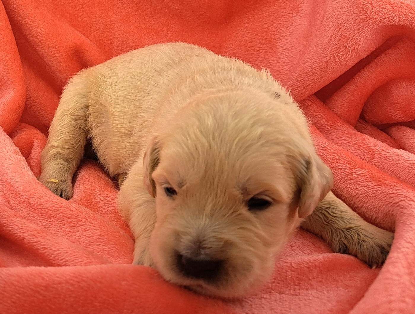 of Mayajoe's Dreams - Chiots disponibles - Golden Retriever
